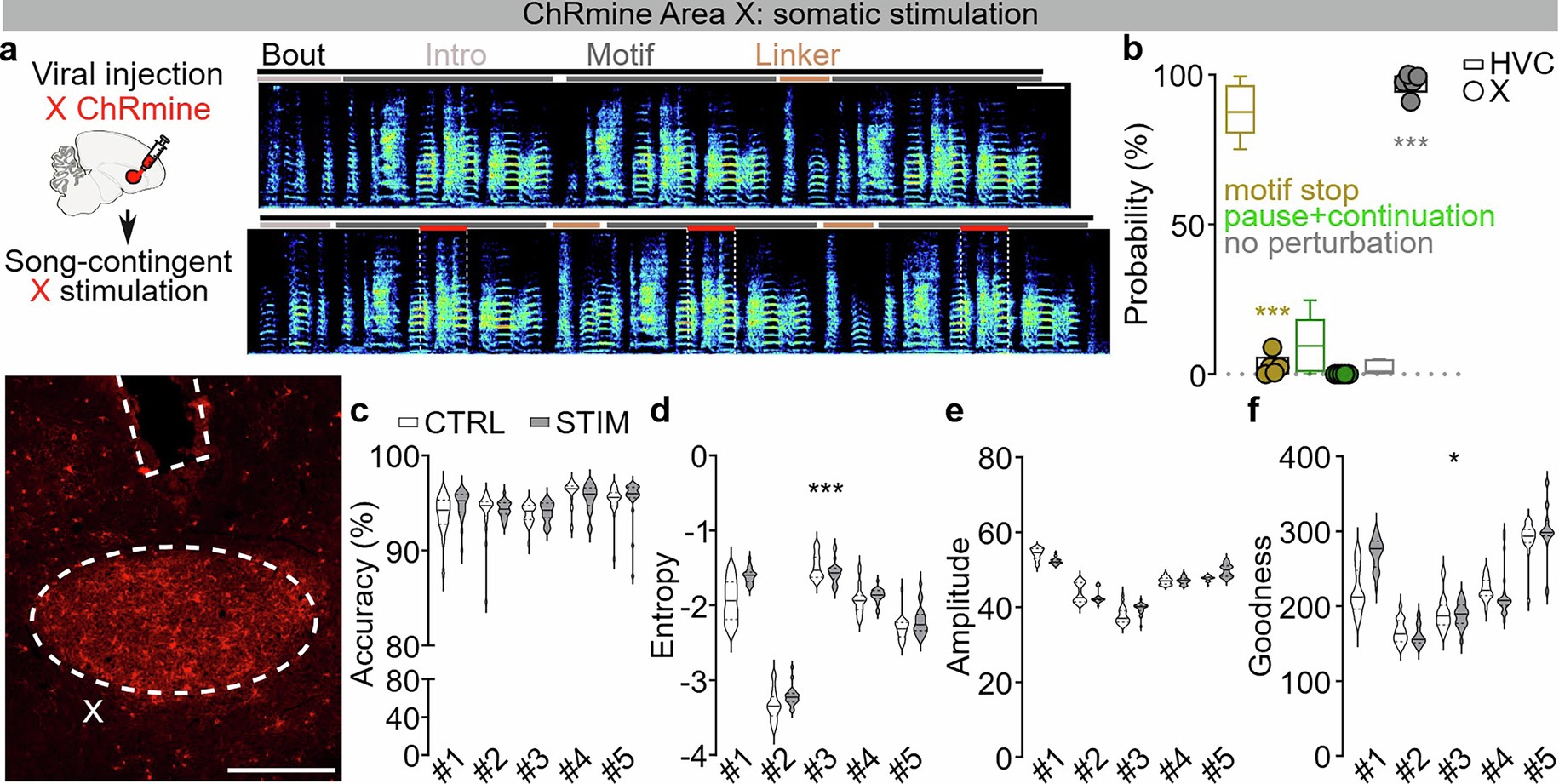 Extended Data Fig. 7: Optogenetic excitation of Area X.