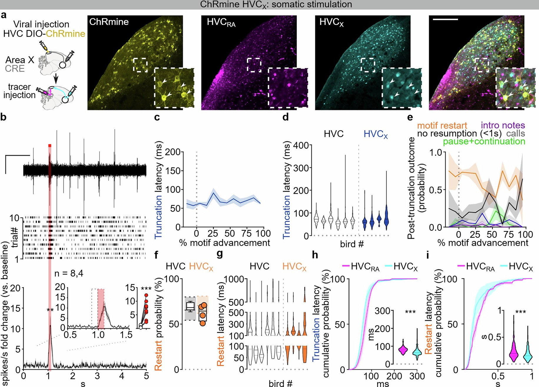 Extended Data Fig. 11: Optogenetic manipulation of HVCX neurons.