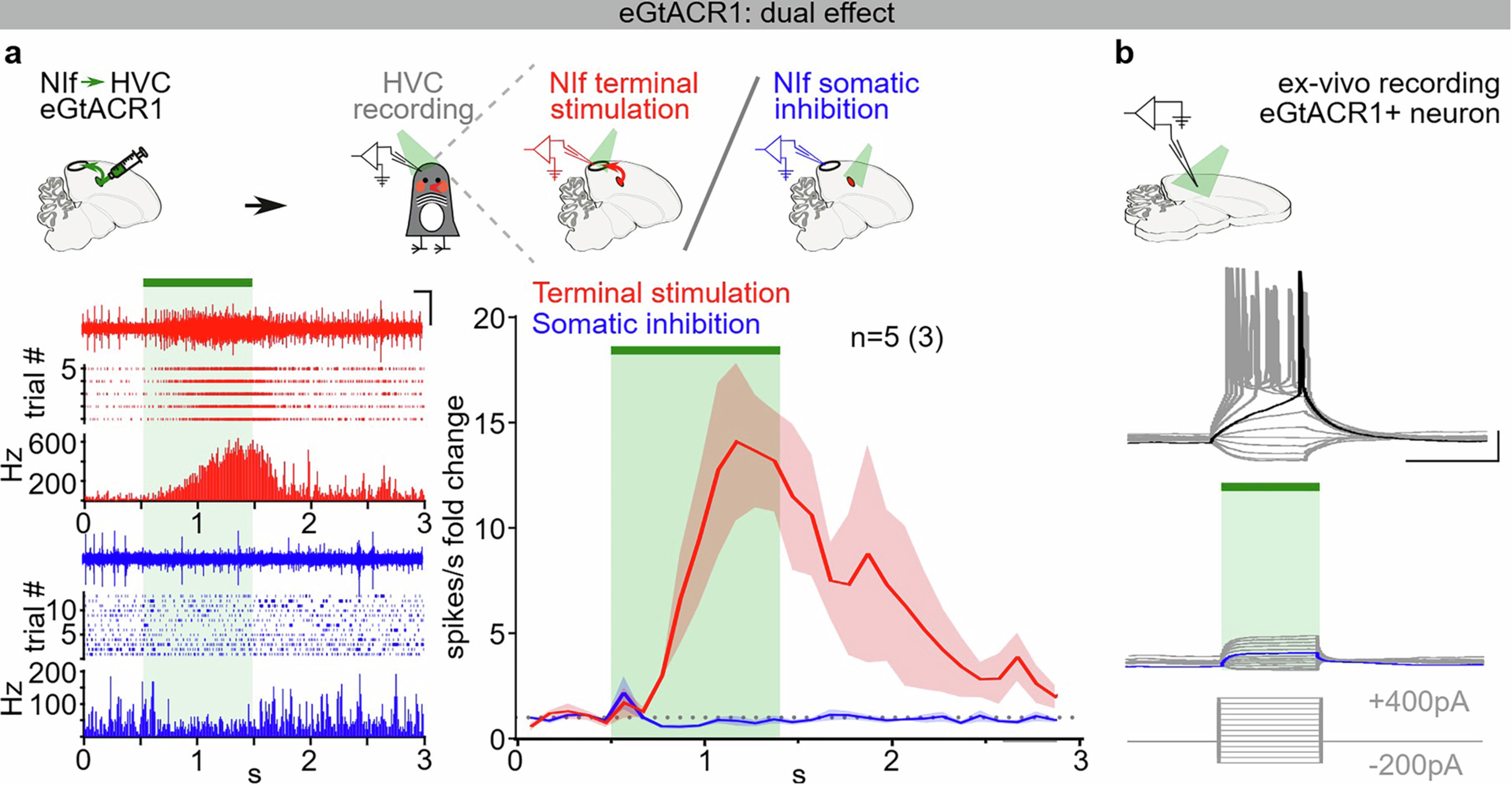 Extended Data Fig. 2: Dual effect of eGtACR1 at somatic and axonal compartments.