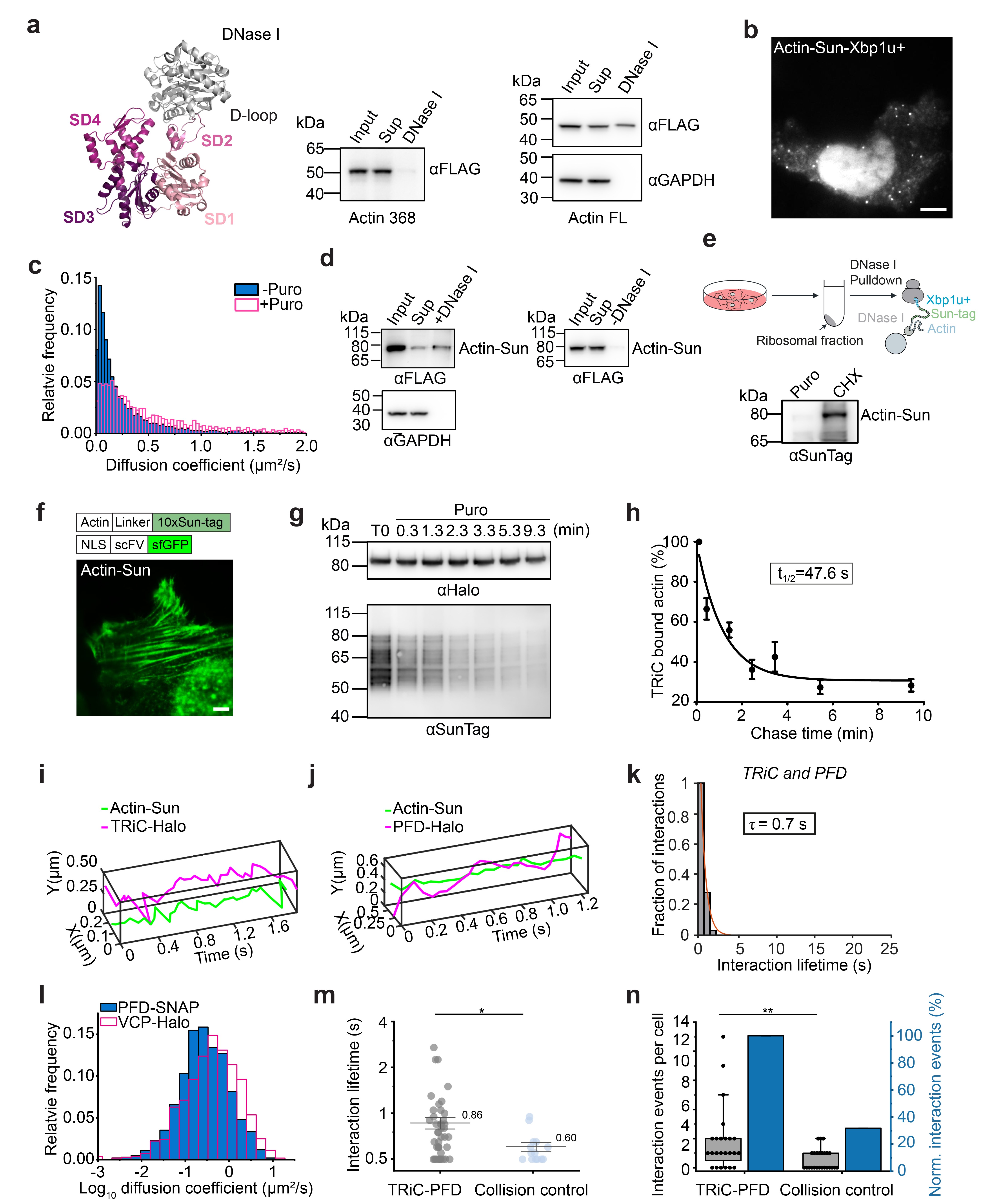 Extended Data Fig. 6: Post-translational interaction of TRiC/PFD and actin.