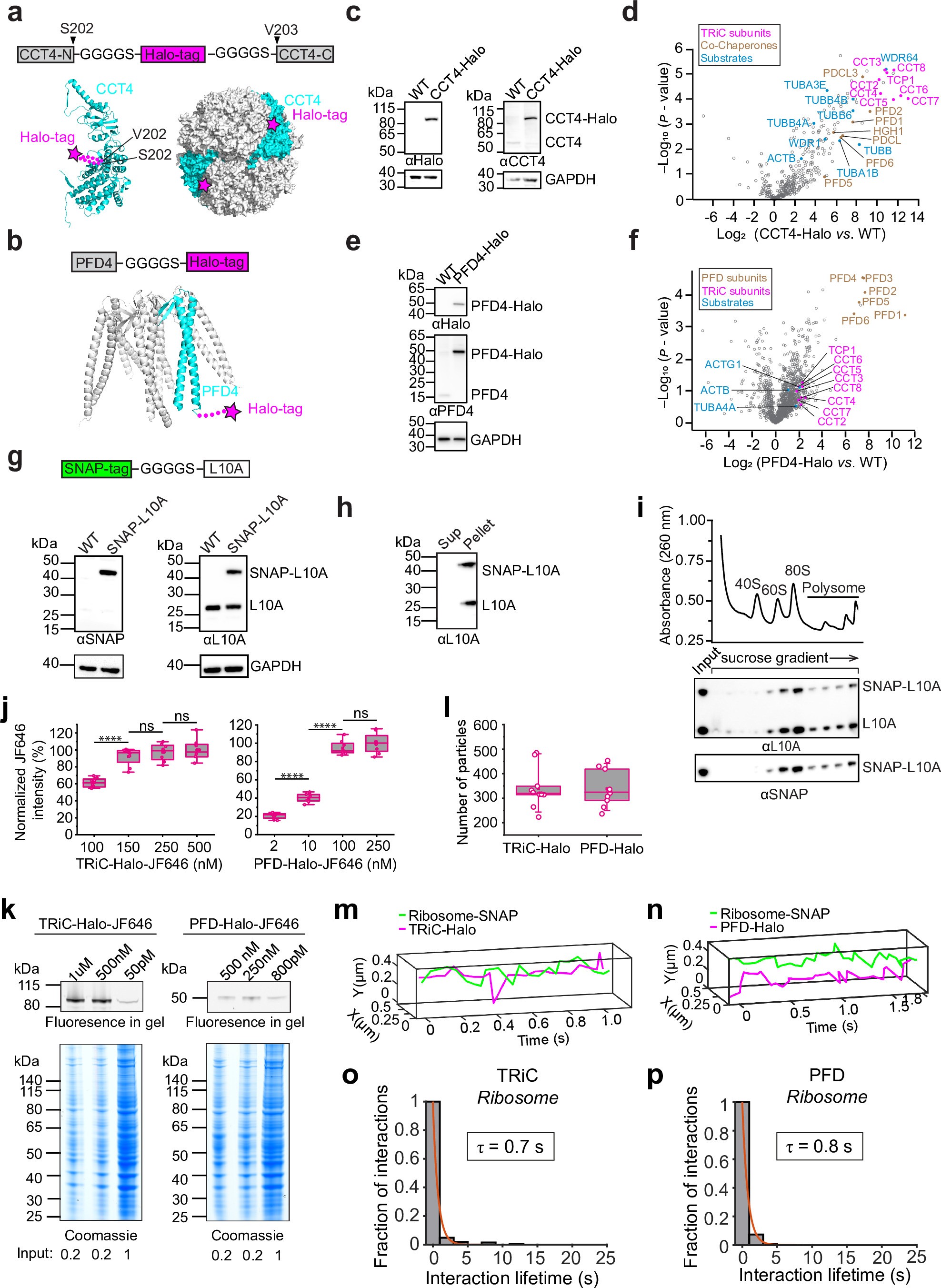 Extended Data Fig. 1: Labeling strategy for single molecule imaging of TRiC, PFD and ribosome.