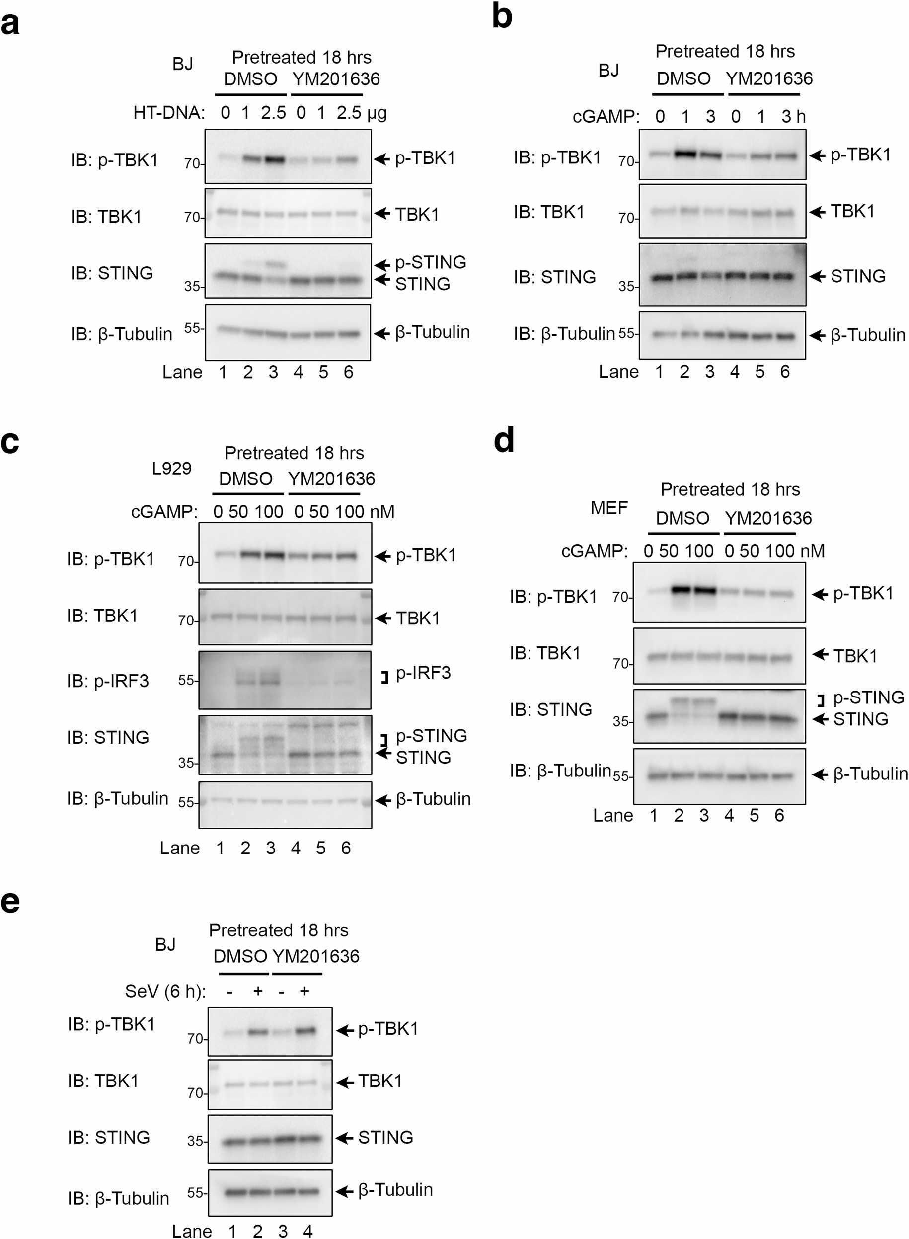 Extended Data Fig. 4