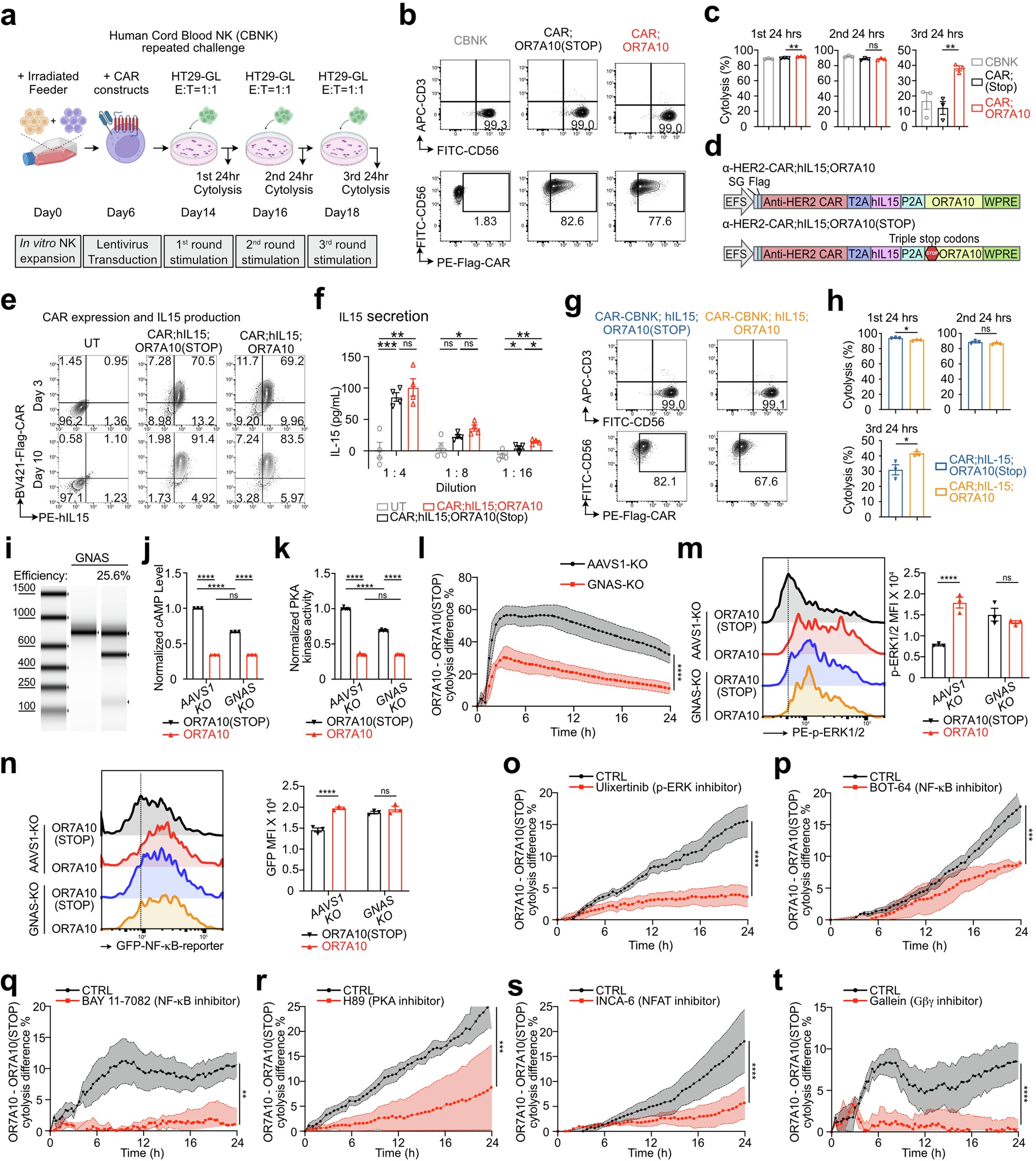 Extended Data Fig. 4: OR7A10 ORF engineering enhances effector functions of human primary CAR-CBNK cells and exploration of GPCR signaling components in relation to OR7A10-driven effects in human primary CAR-NK cells.