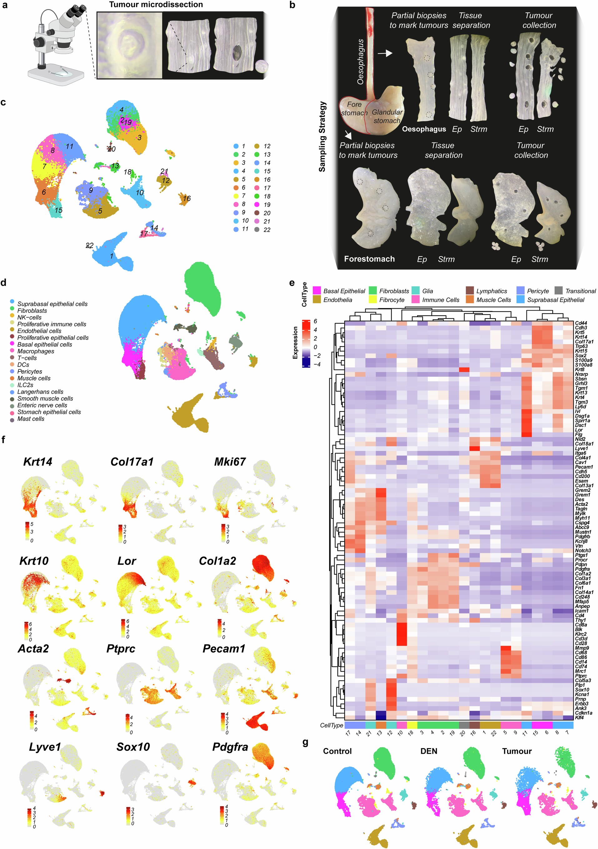 Extended Data Fig. 5: Single cell RNA sequencing annotation; (Corresponds to Fig. 3).