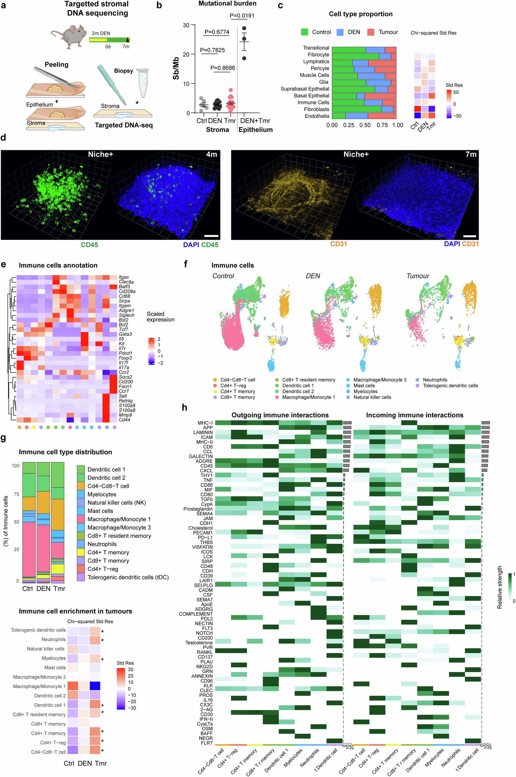 Extended Data Fig. 7: Niche of growing tumours recruits other stromal cells; (Corresponds to Fig. 3).