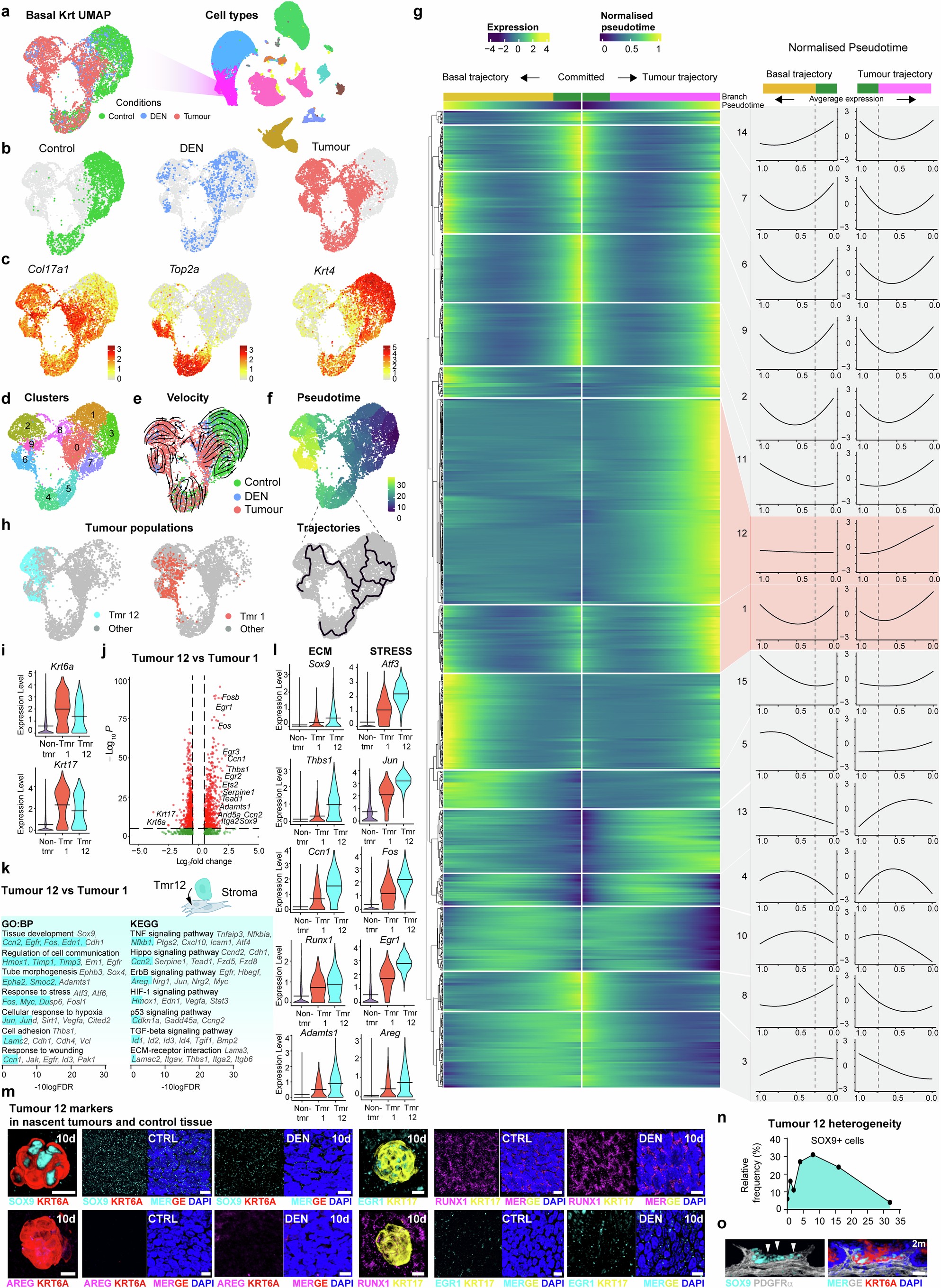Extended Data Fig. 8: Pseudotime analysis of basal keratinocytes denotes distinctive early tumour state; (Corresponds to Fig. 3).