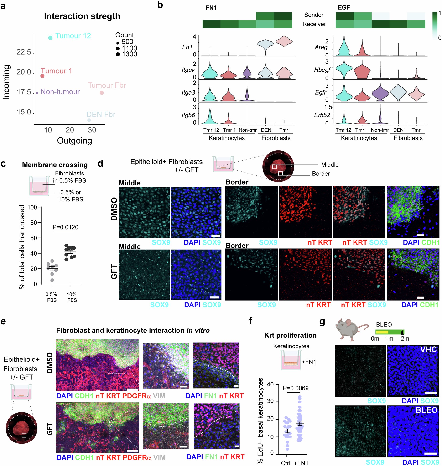 Extended Data Fig. 10: Tumour epithelial cells are associated with early tumour stromal remodelling via the EGF-SOX9-Fibronectin axis (Corresponds to Fig. 5).