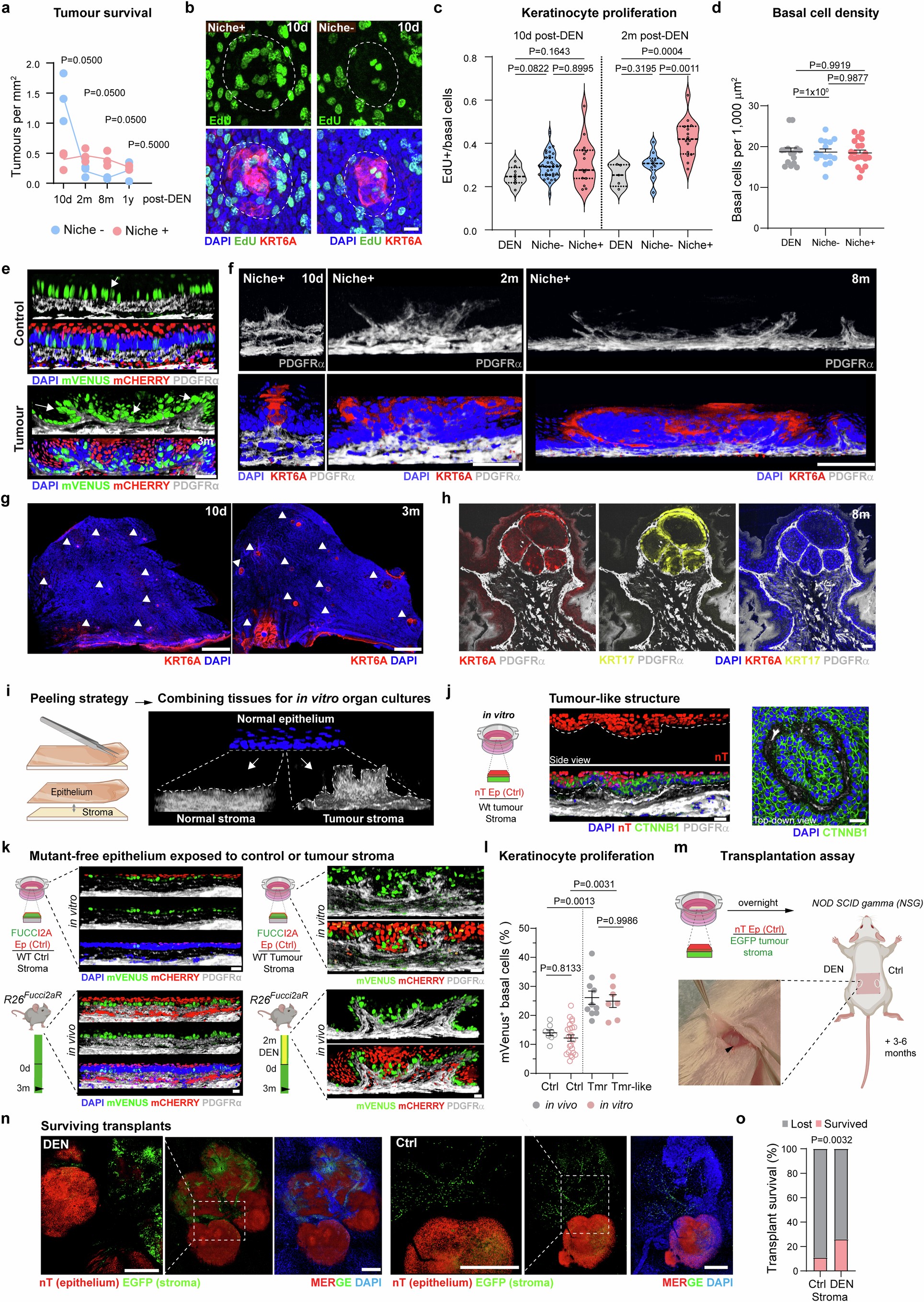 Extended Data Fig. 2: Pre-cancerous niche promotes epithelia proliferation and tumour growth; (Corresponds to Fig. 1).