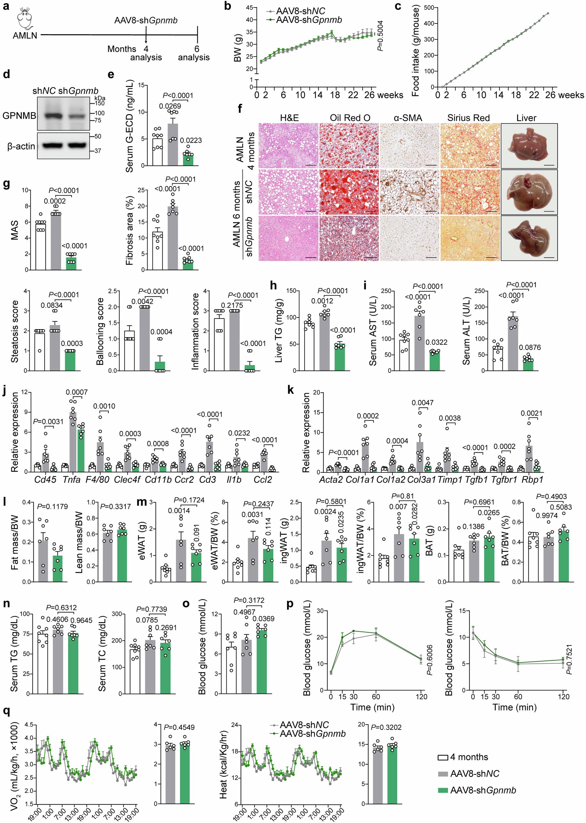 Extended Data Fig. 8: AAV8-shGpnmb alleviates established MASH without affecting systemic metabolism.