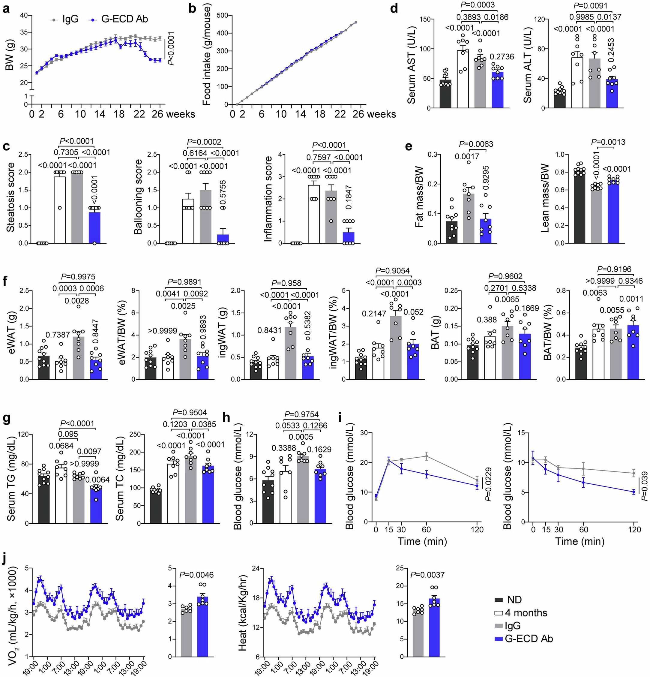 Extended Data Fig. 9: G-ECD neutralizing antibody reverses established MASH progression and improves systemic metabolism.