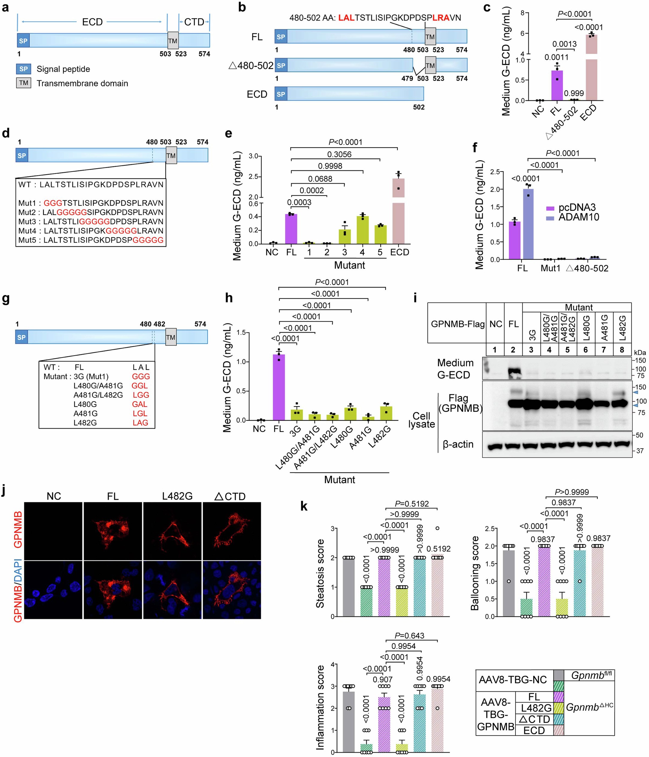 Extended Data Fig. 4: Characterization of GPNMB variants.