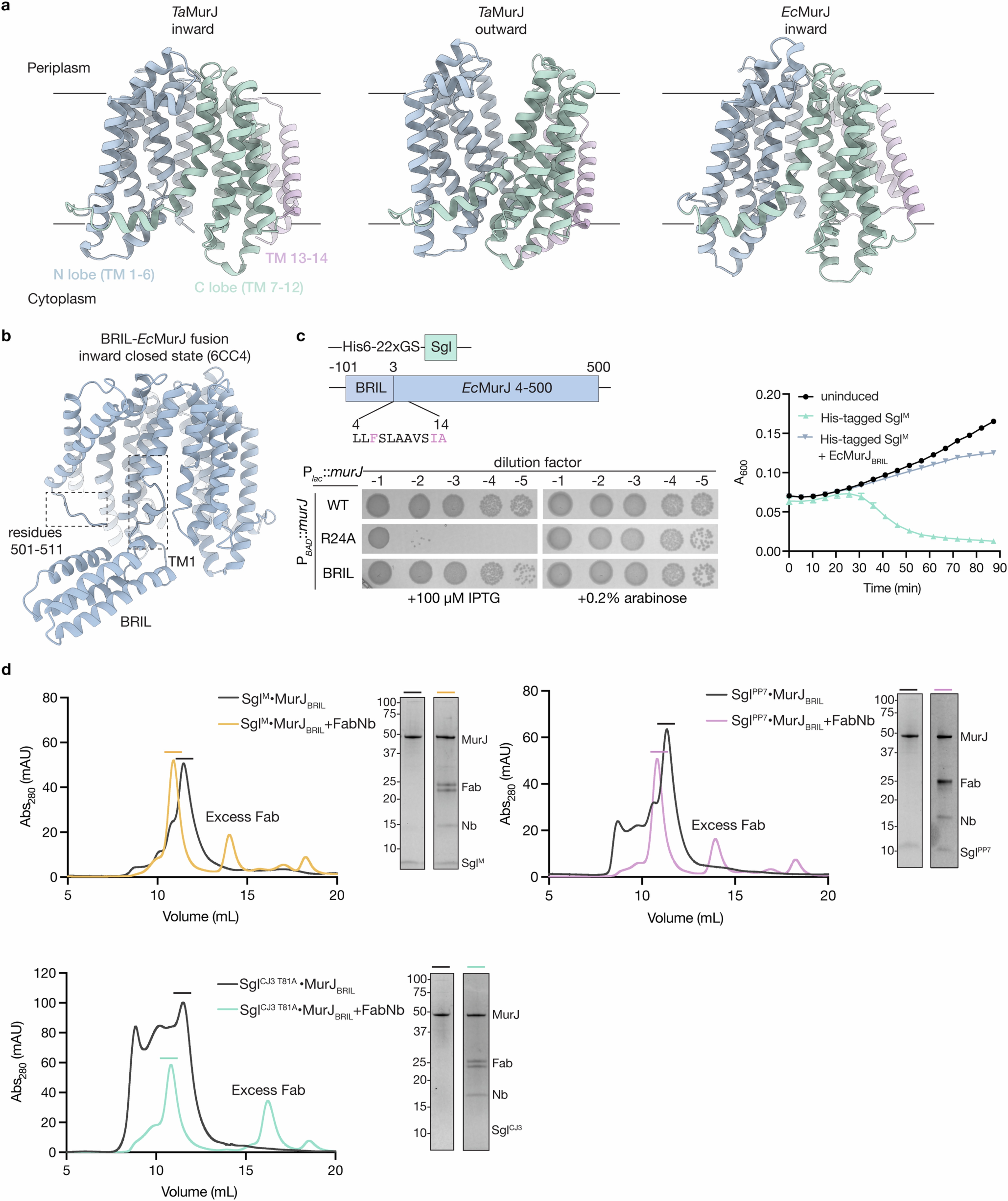 Extended Data Fig. 1: Construct design and purification of Sgl–MurJ complexes.