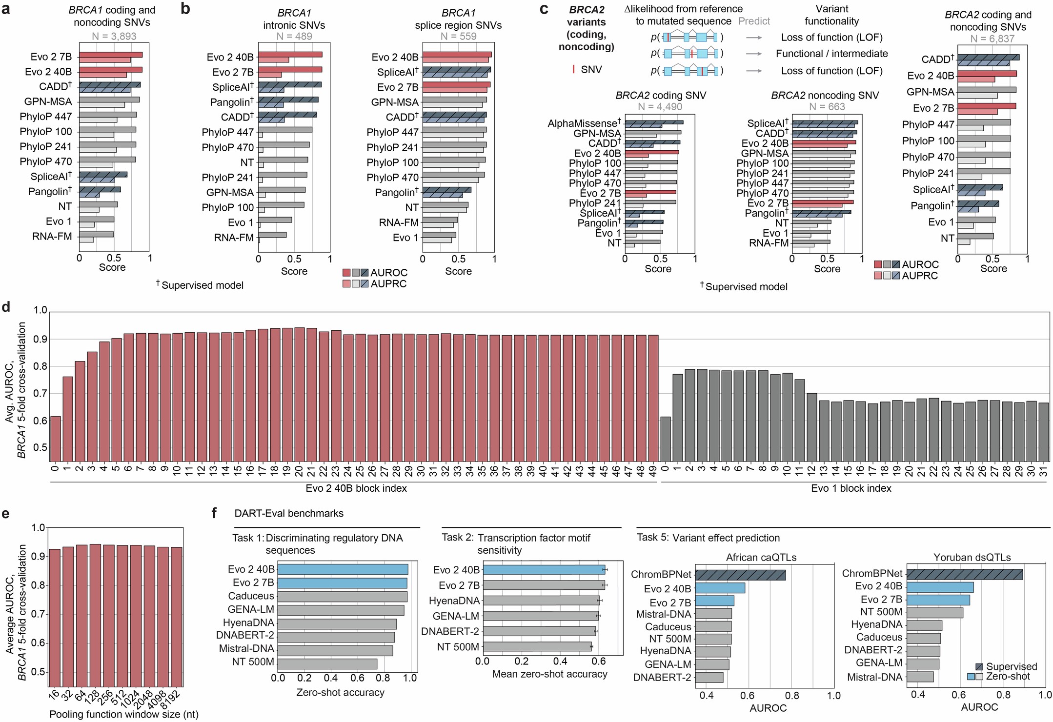 Extended Data Fig. 5: BRCA1/2 variant effect prediction and DART-eval for regulatory genomics.