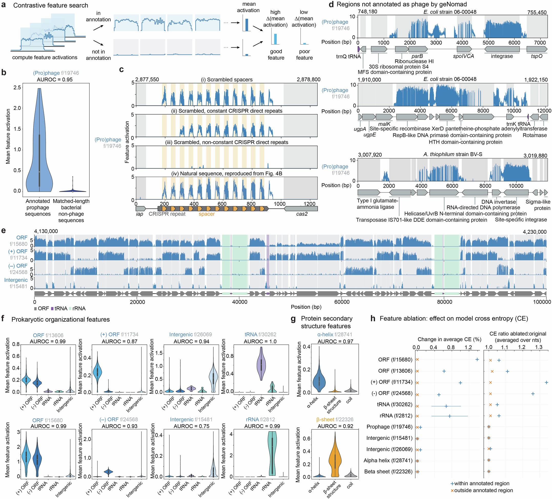 Extended Data Fig. 7: SAE features reveal semantic, structural, and organizational details of prokaryotic genomes.