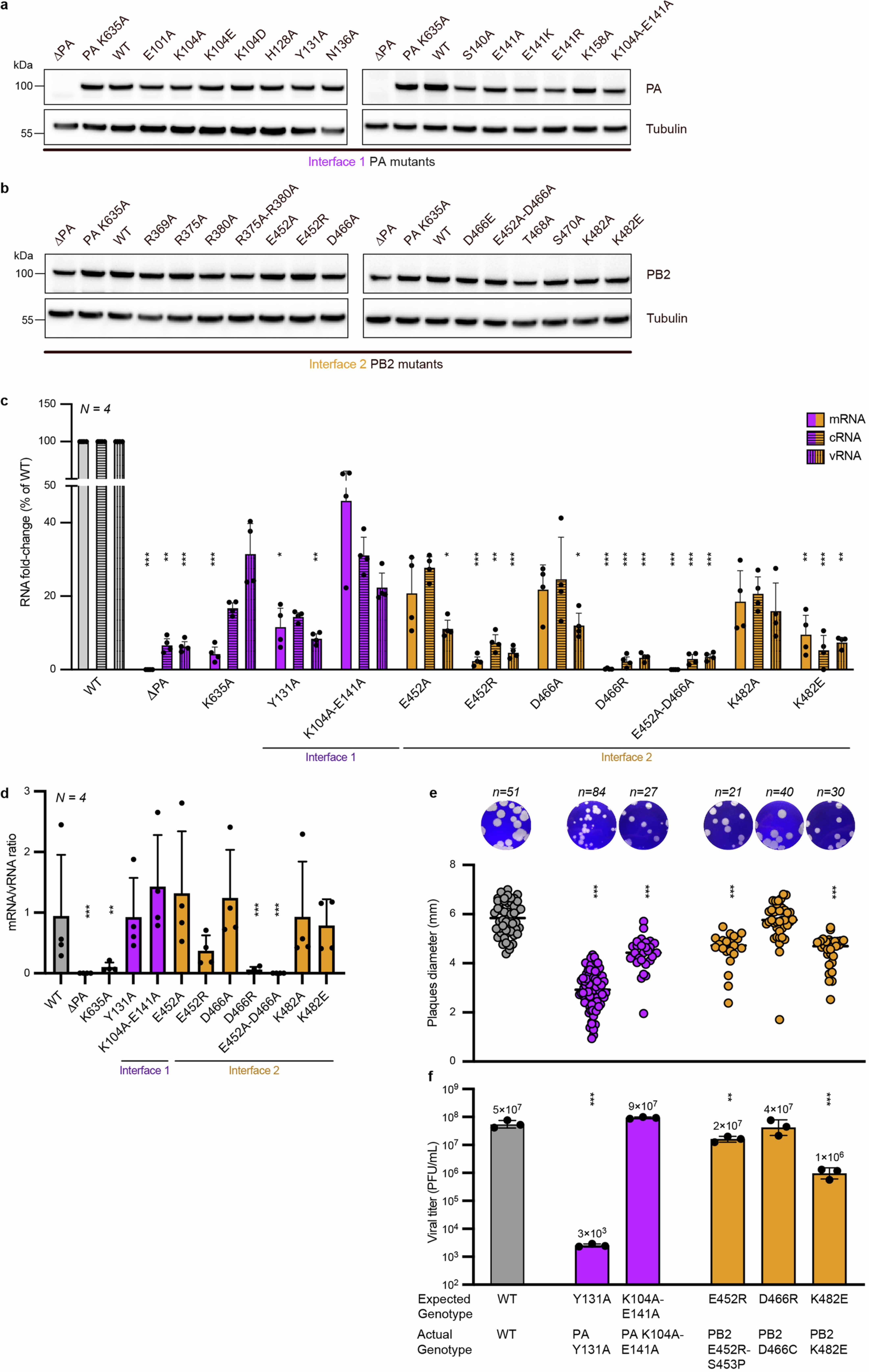 Extended Data Fig. 5: In vivo effects of FluPol mutations involved in the interface to the Pol II EC.