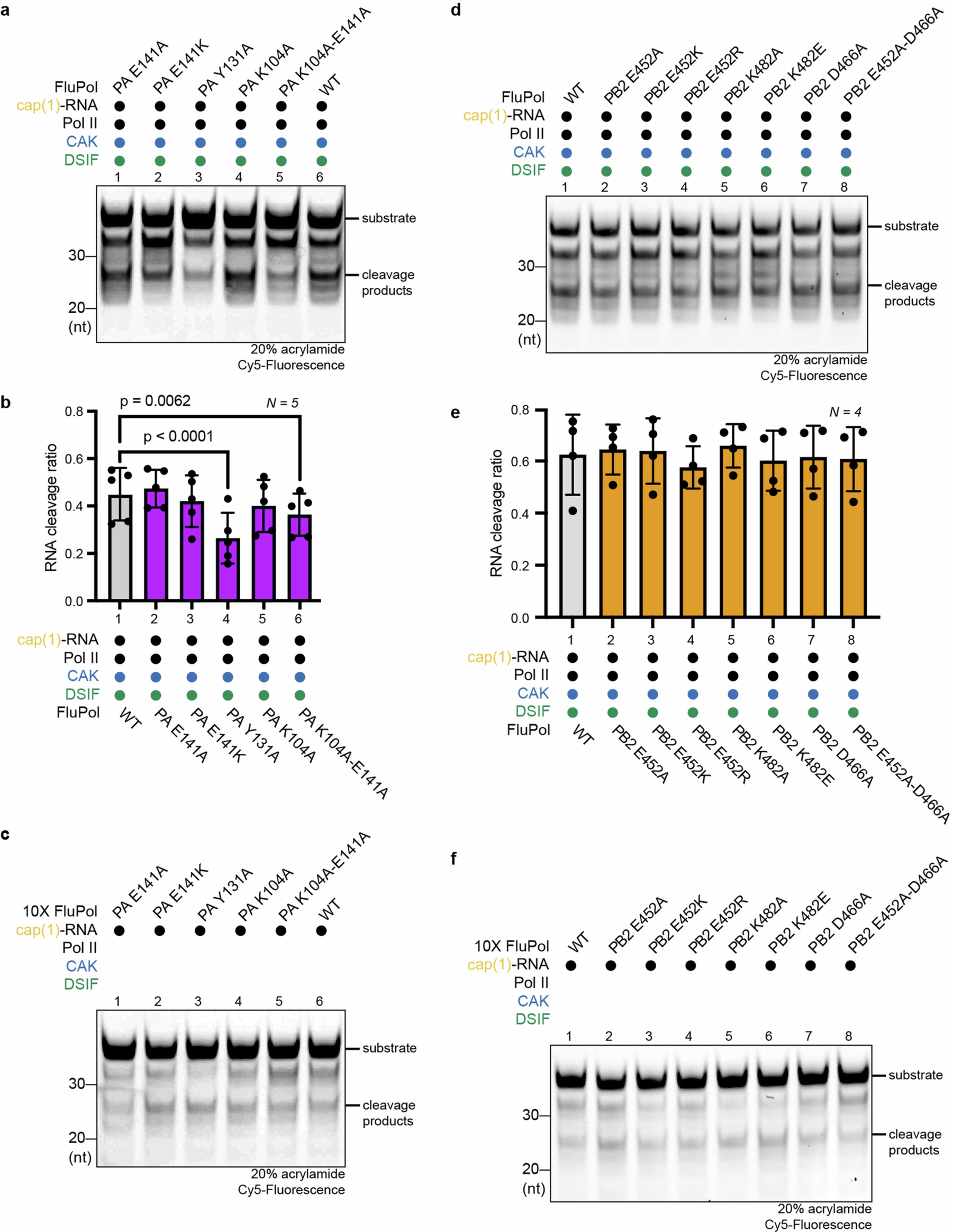 Extended Data Fig. 6: In vitro effects of FluPol mutations involved in the interface to the Pol II EC.