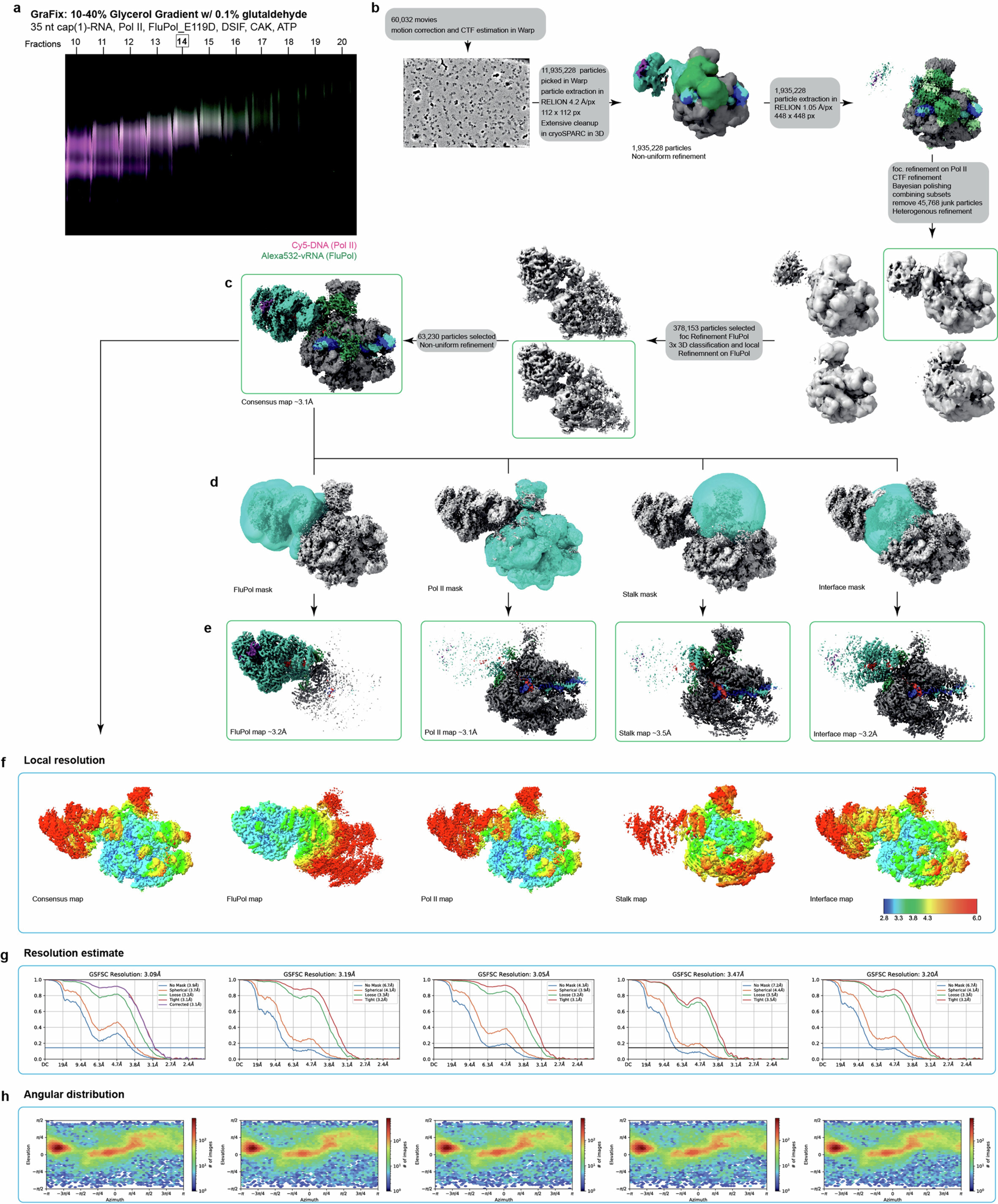 Extended Data Fig. 7: Data acquisition and processing of the post-cleavage complex.