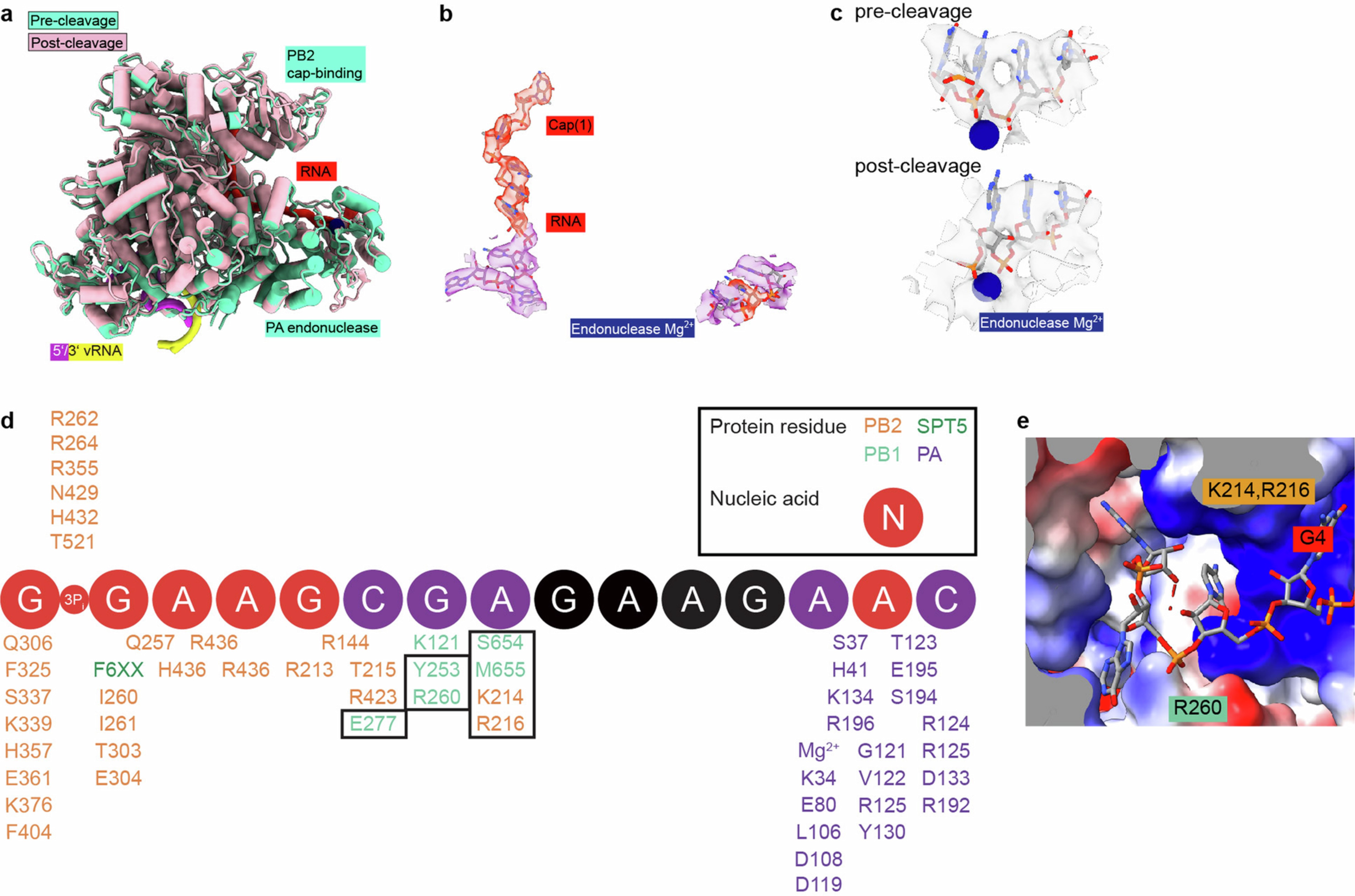 Extended Data Fig. 8: Features of the post-cleavage complex.