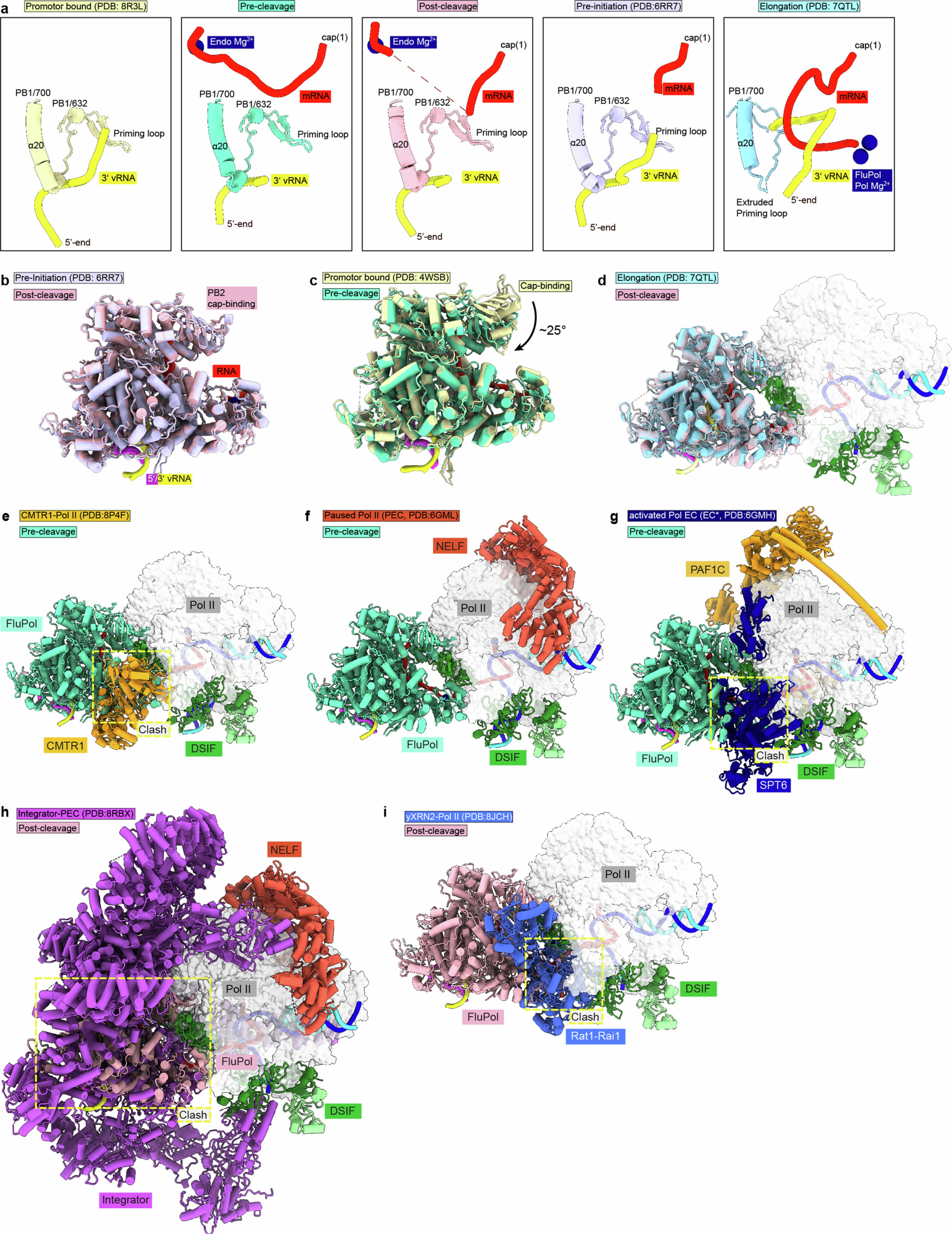 Extended Data Fig. 9: After RNA cleavage, FluPol is in a pre-initiation state and cap snatching is compatible with early Pol II elongation and pausing.