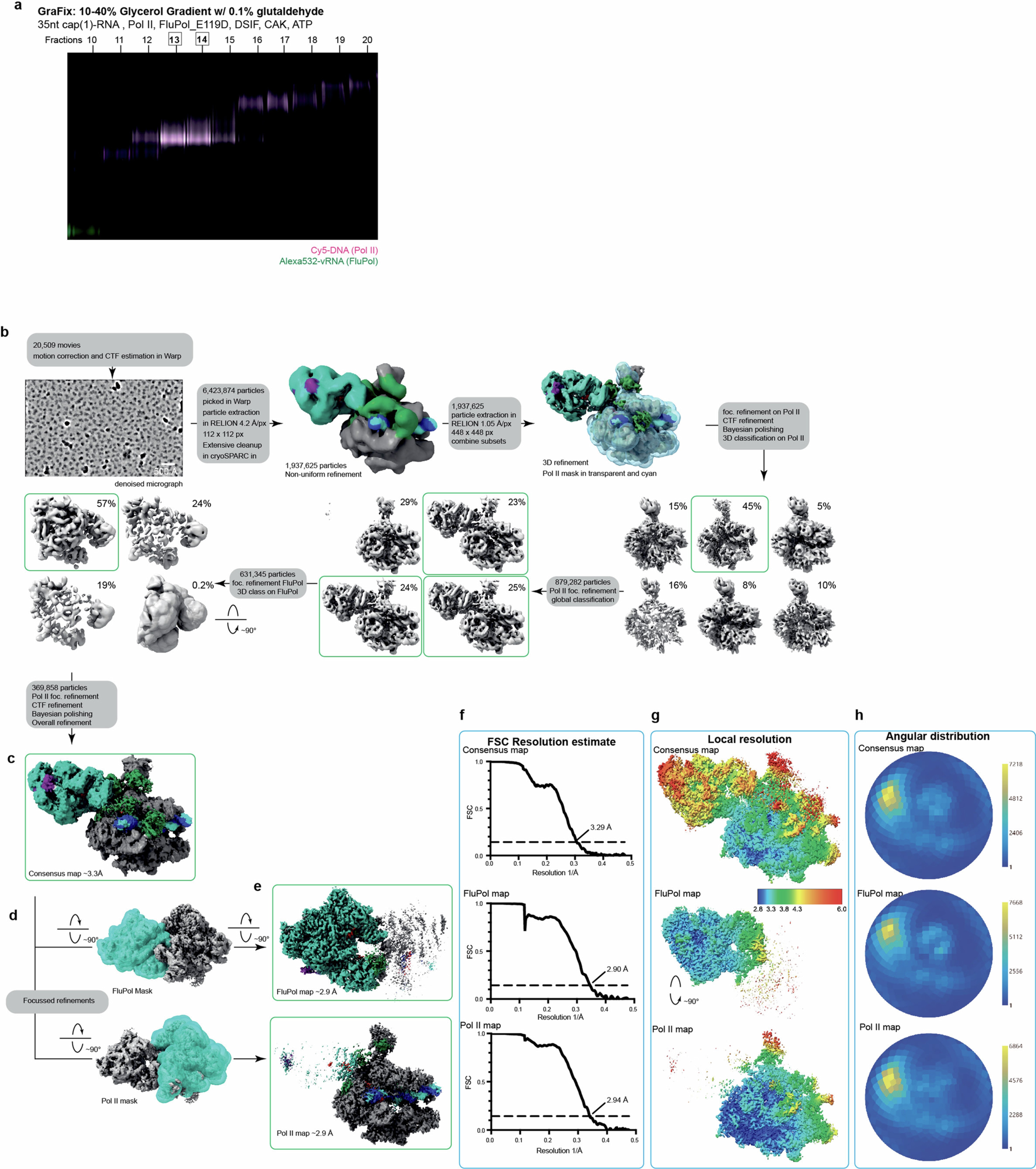 Extended Data Fig. 2: Data acquisition and processing of the pre-cleavage complex.
