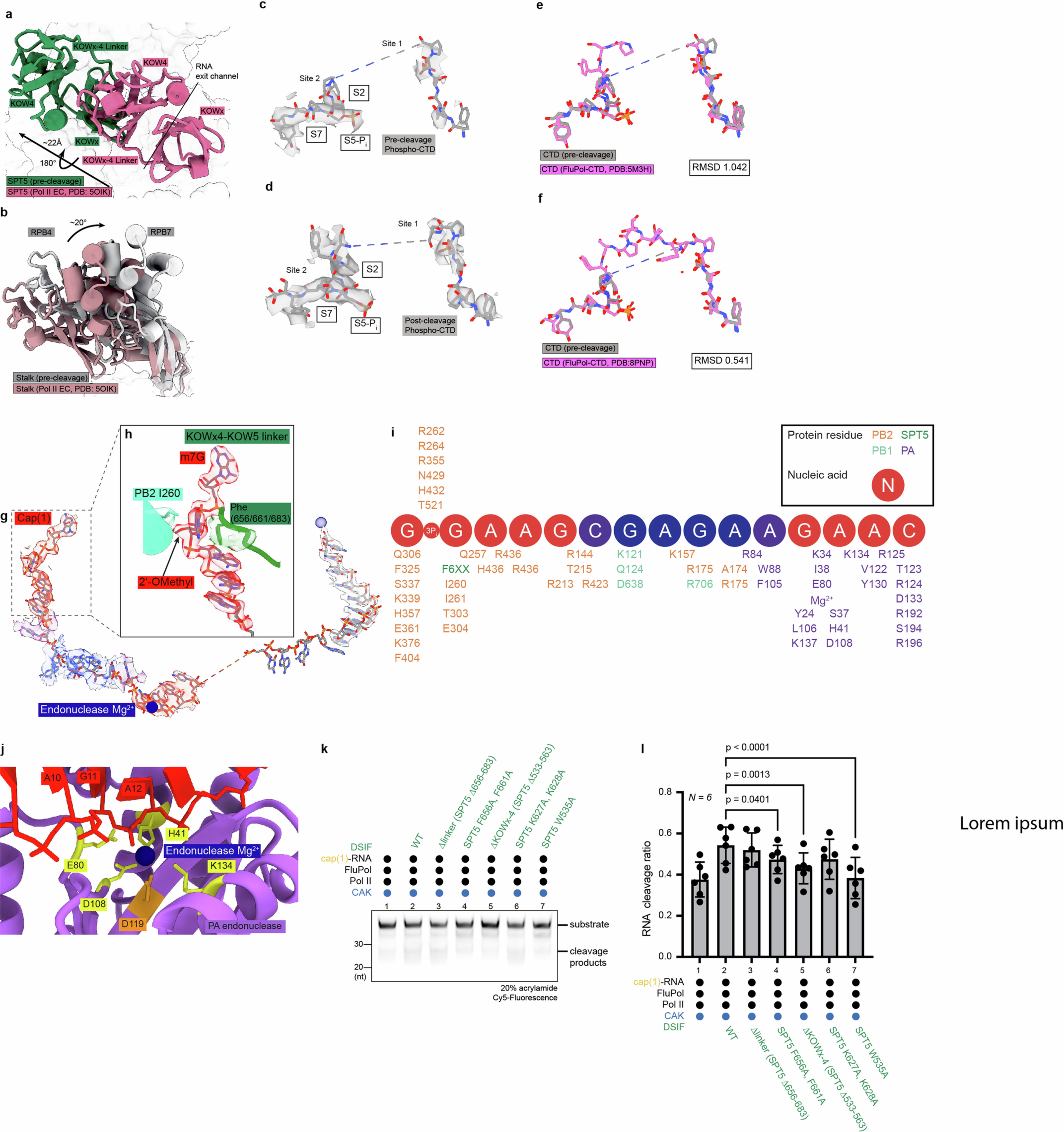 Extended Data Fig. 3: Related to Fig. 2. Structure of the pre-cleavage cap-snatching complex.