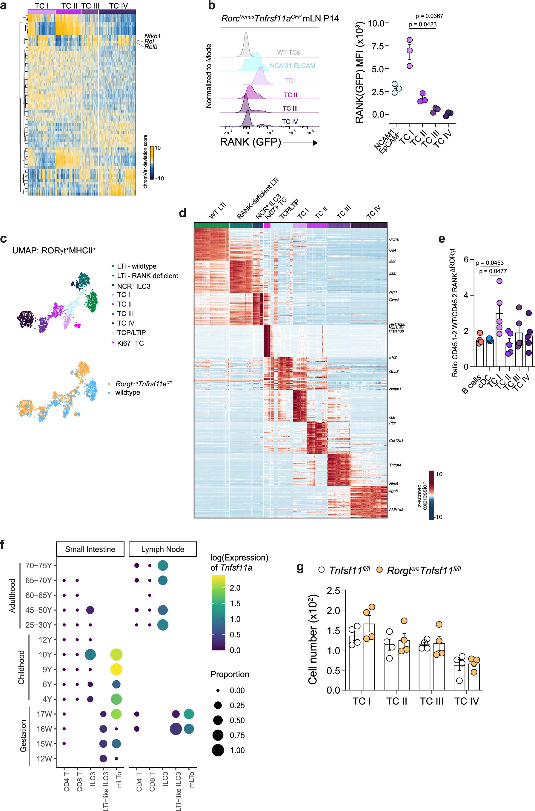 Extended Data Fig. 9: TC I differentiation is dependent on LTo-derived RANKL.