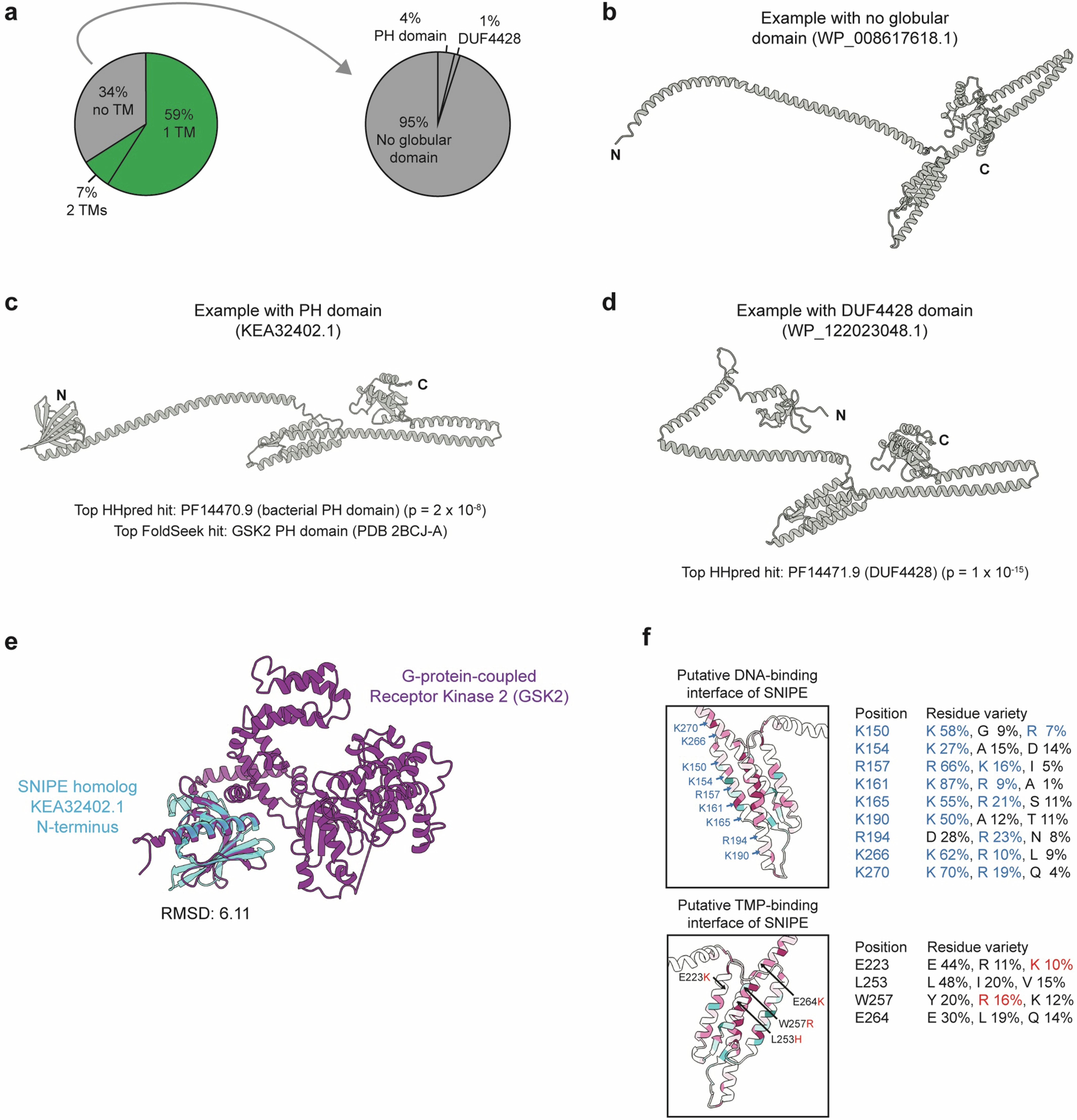 Extended Data Fig. 10: Domains in N-terminal regions of SNIPE homologs.
