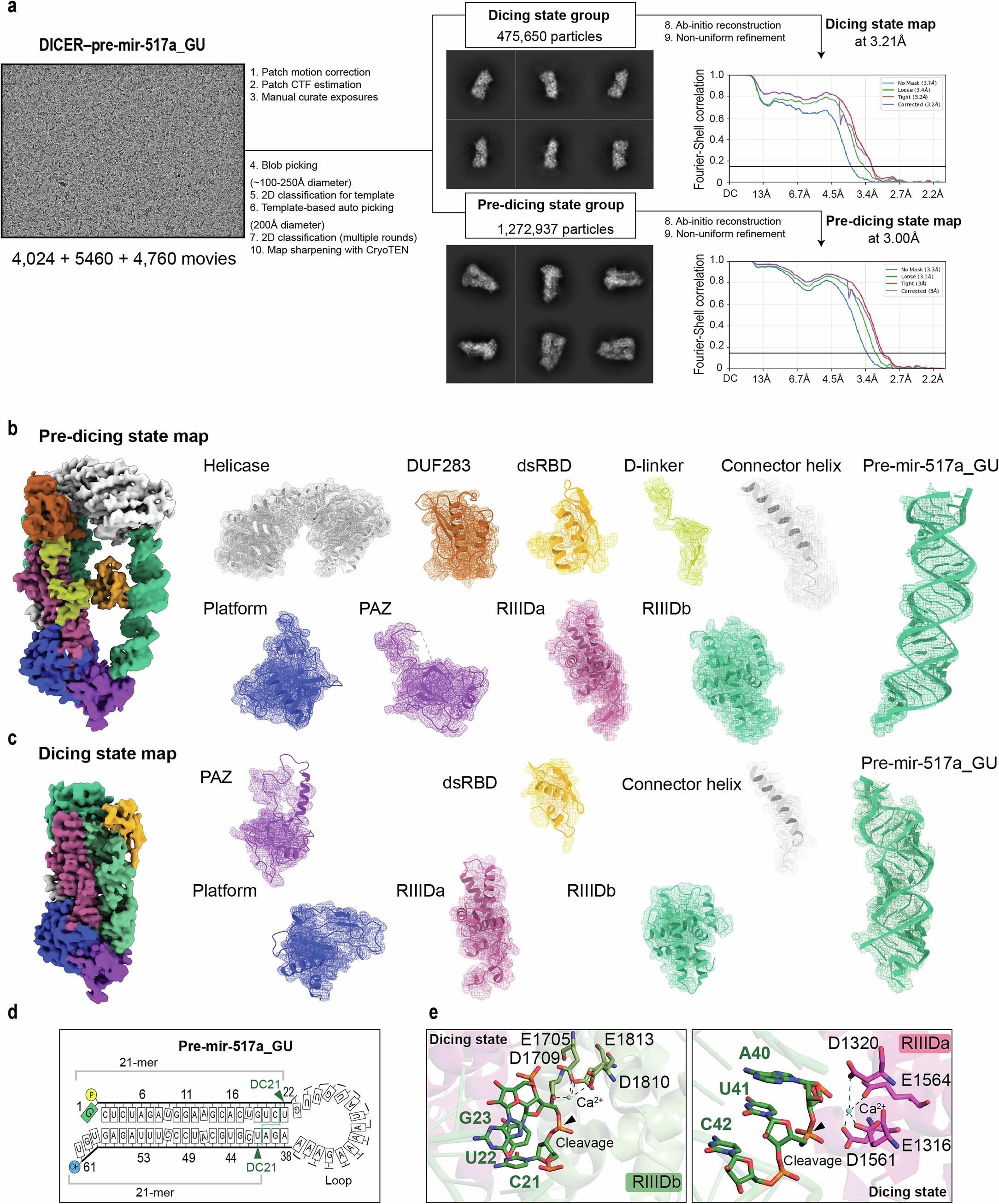 Extended Data Fig. 8: Cryo-EM analysis of DICER–pre-mir-517a_GU.