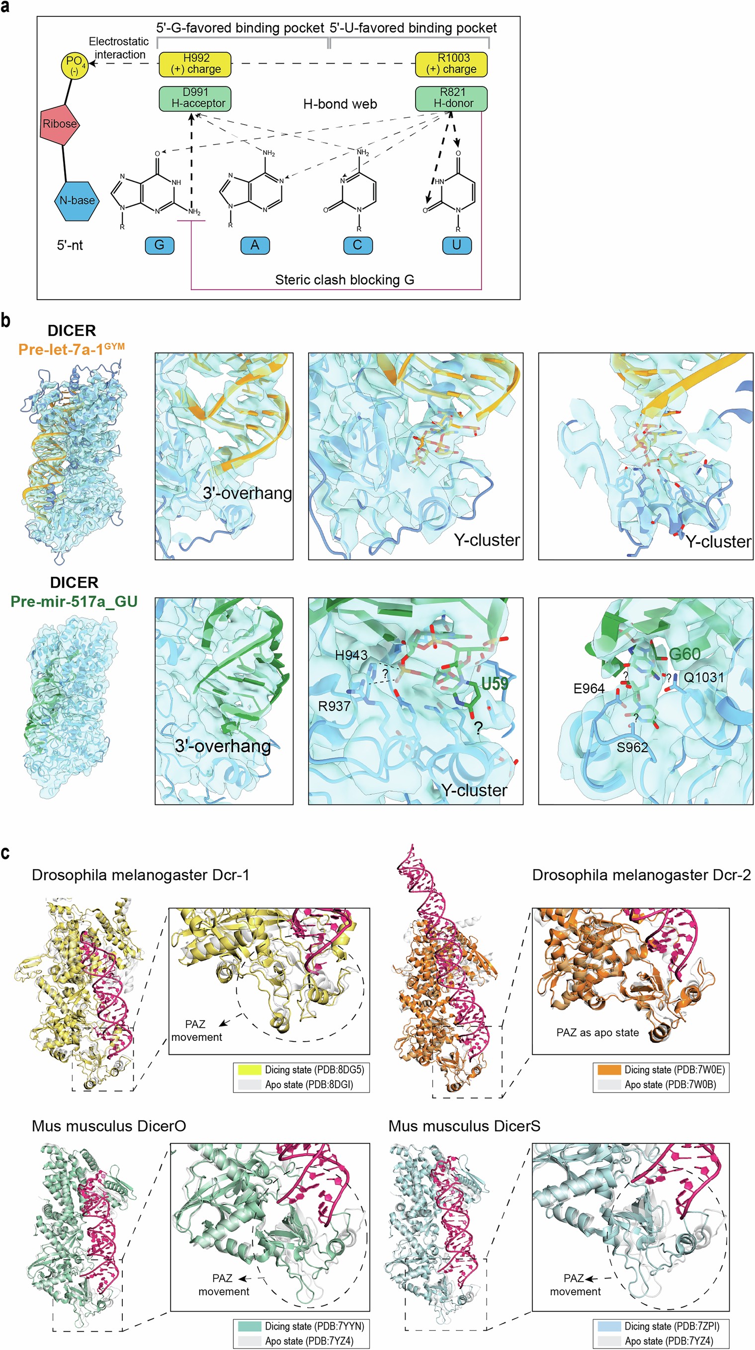 Extended Data Fig. 9: DICER end recognition, 3′-flanking contacts and conserved PAZ domain movement.