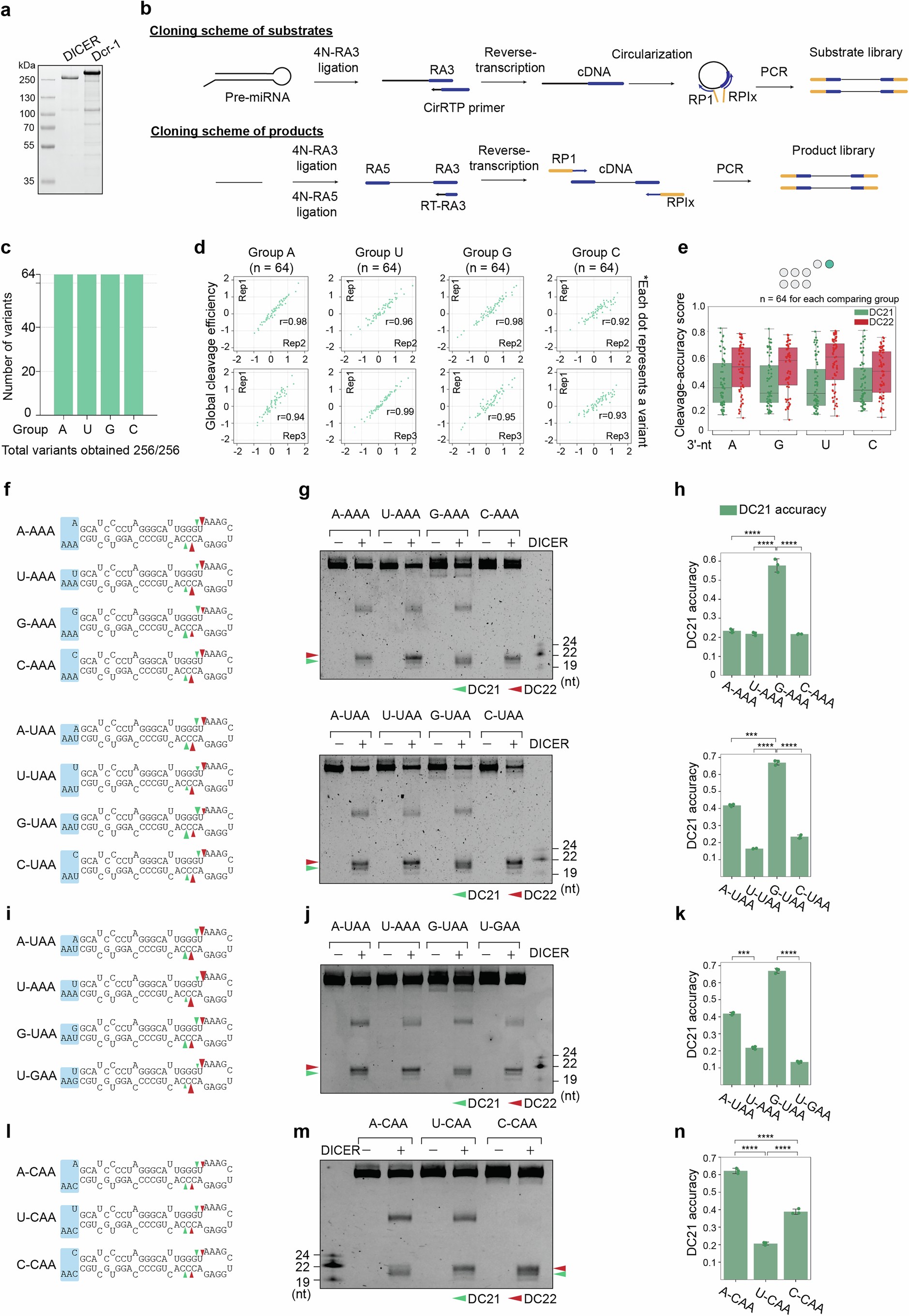Extended Data Fig. 1: Massively parallel assay and validation experiments on pre-mir-324.