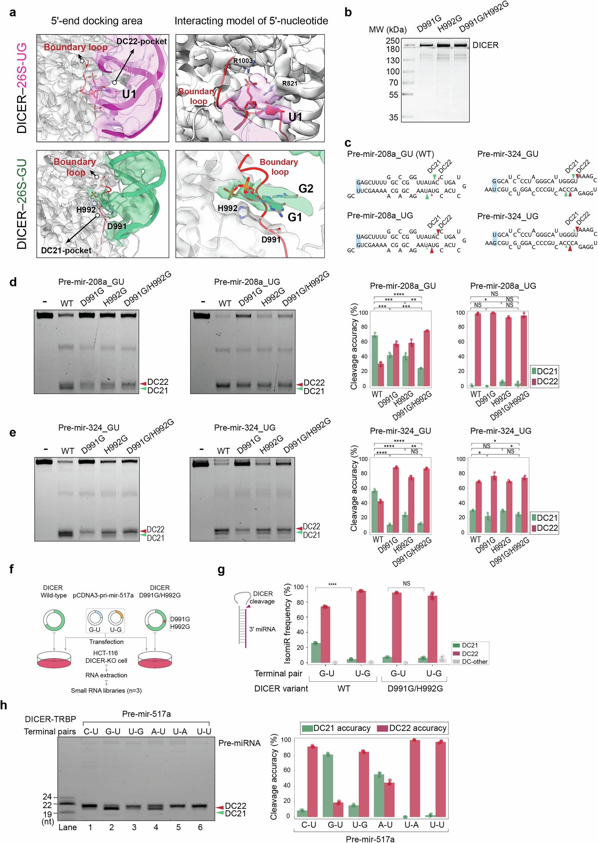 Extended Data Fig. 4: Identification of a 5′-G-favoured binding pocket.