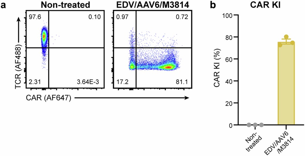Extended Data Fig. 1: Related to main Fig. 1.
