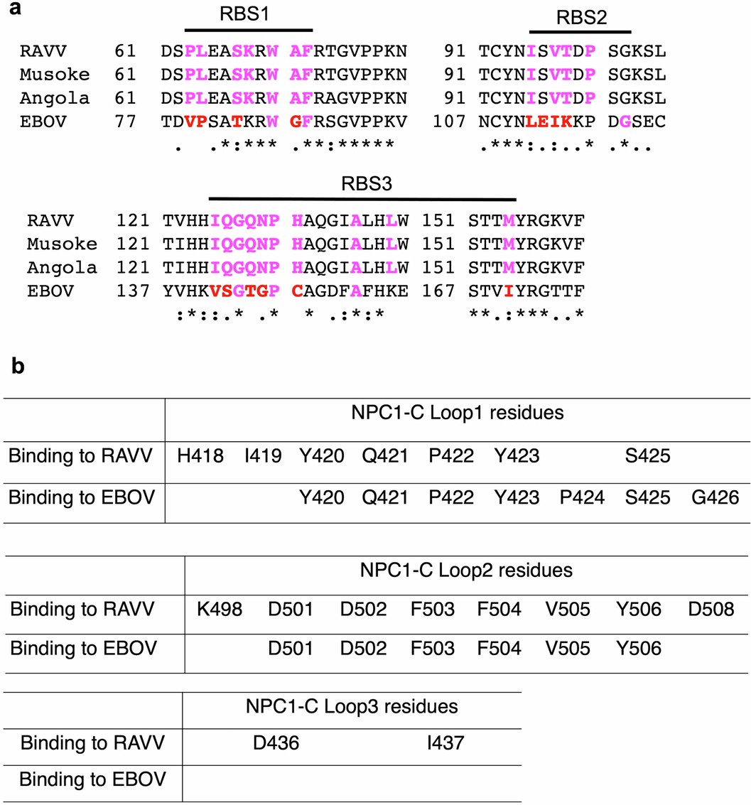 Extended Data Fig. 6: Contact residues involved in filovirus GP binding to human NPC1.