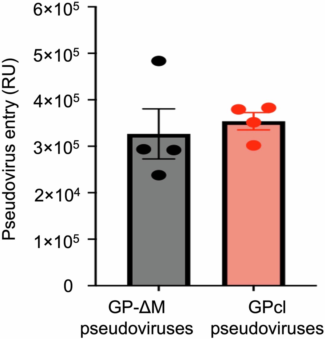 Extended Data Fig. 9: Entry of RAVV GP-ΔM and GPcl pseudoviruses into Huh7 cells.