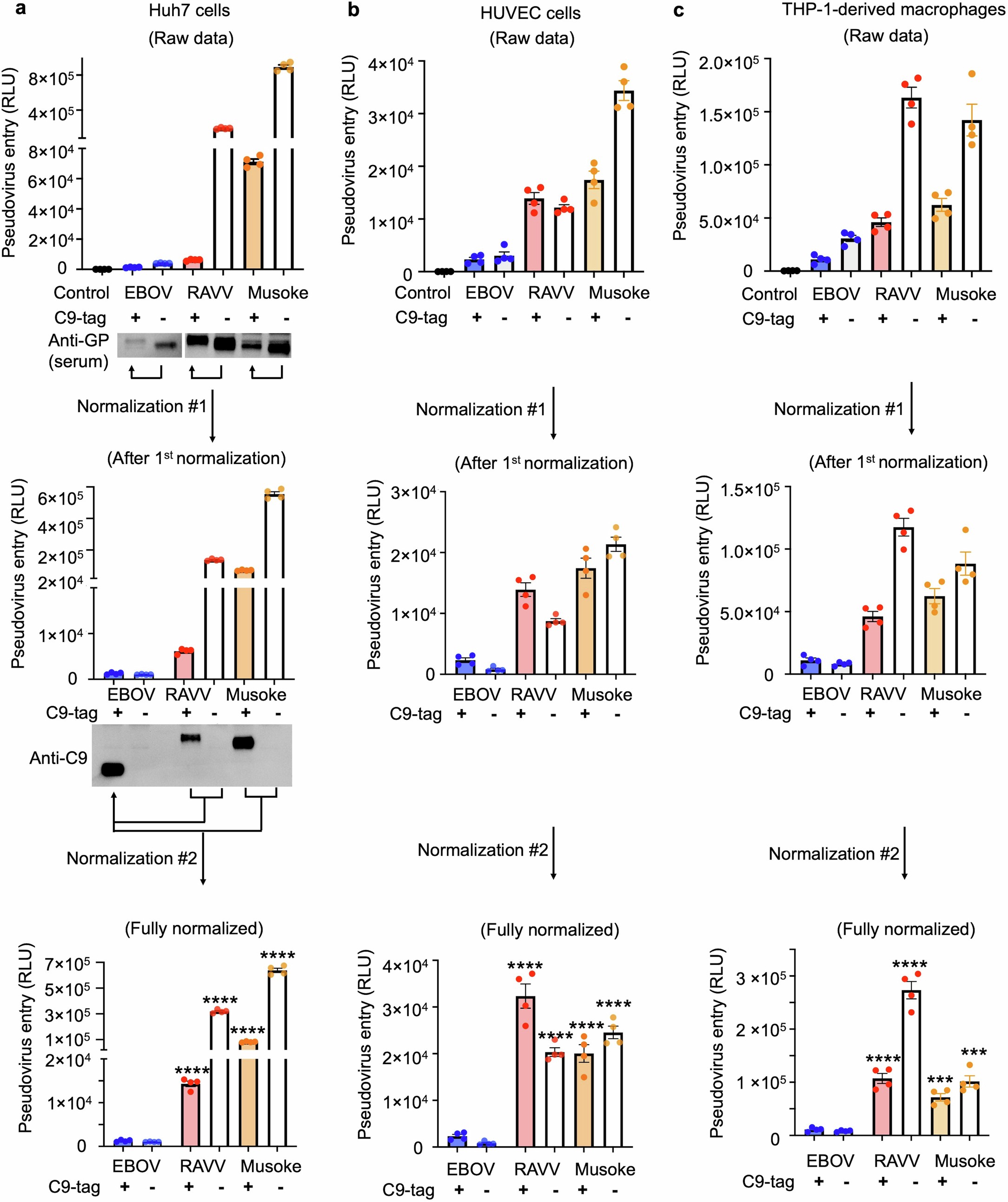 Extended Data Fig. 4: Entry efficiencies of filovirus pseudoviruses into three human target cell types, measured using a double-normalization strategy to control for GP expression levels.