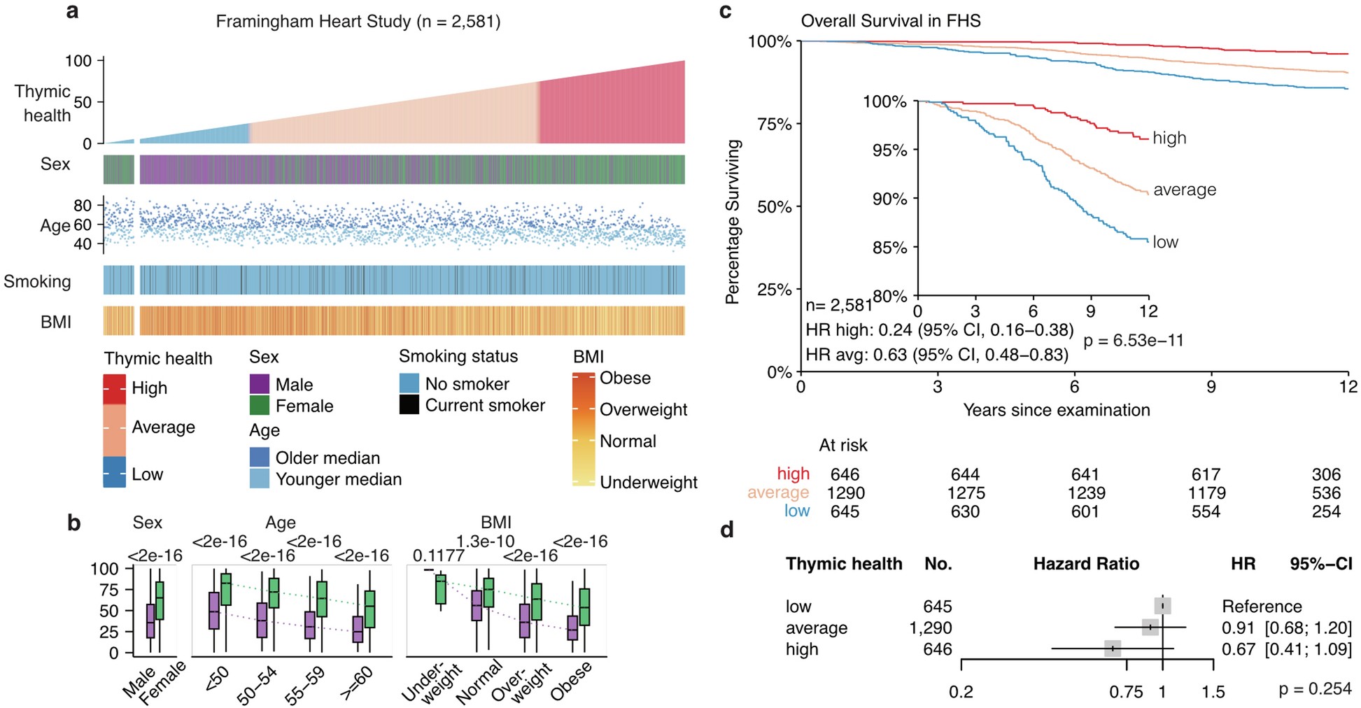 Extended Data Fig. 2: Association of thymic health with long-term mortality in the Framingham Heart Study.