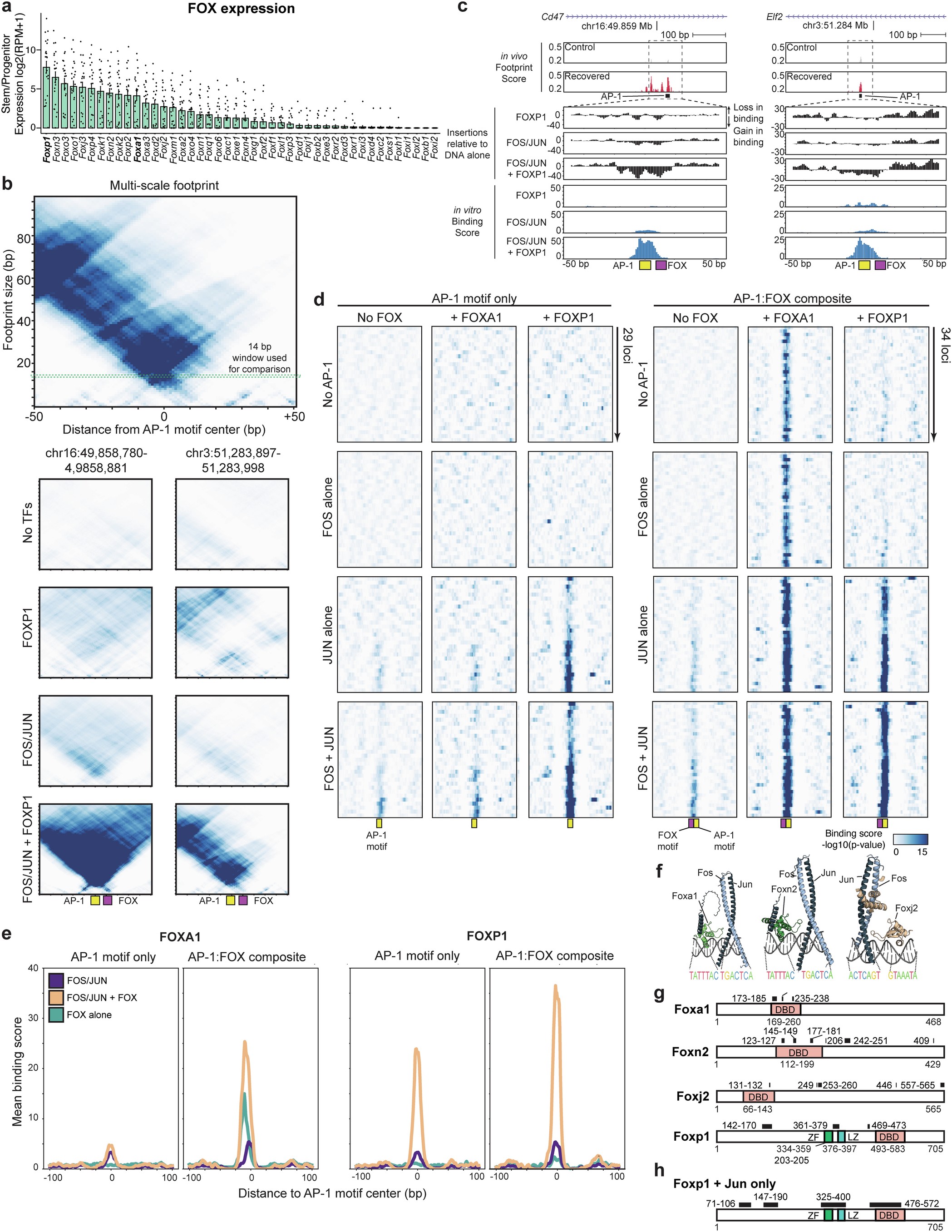 Extended Data Fig. 8: In vitro binding relationships between AP-1 and FOX transcription factors.