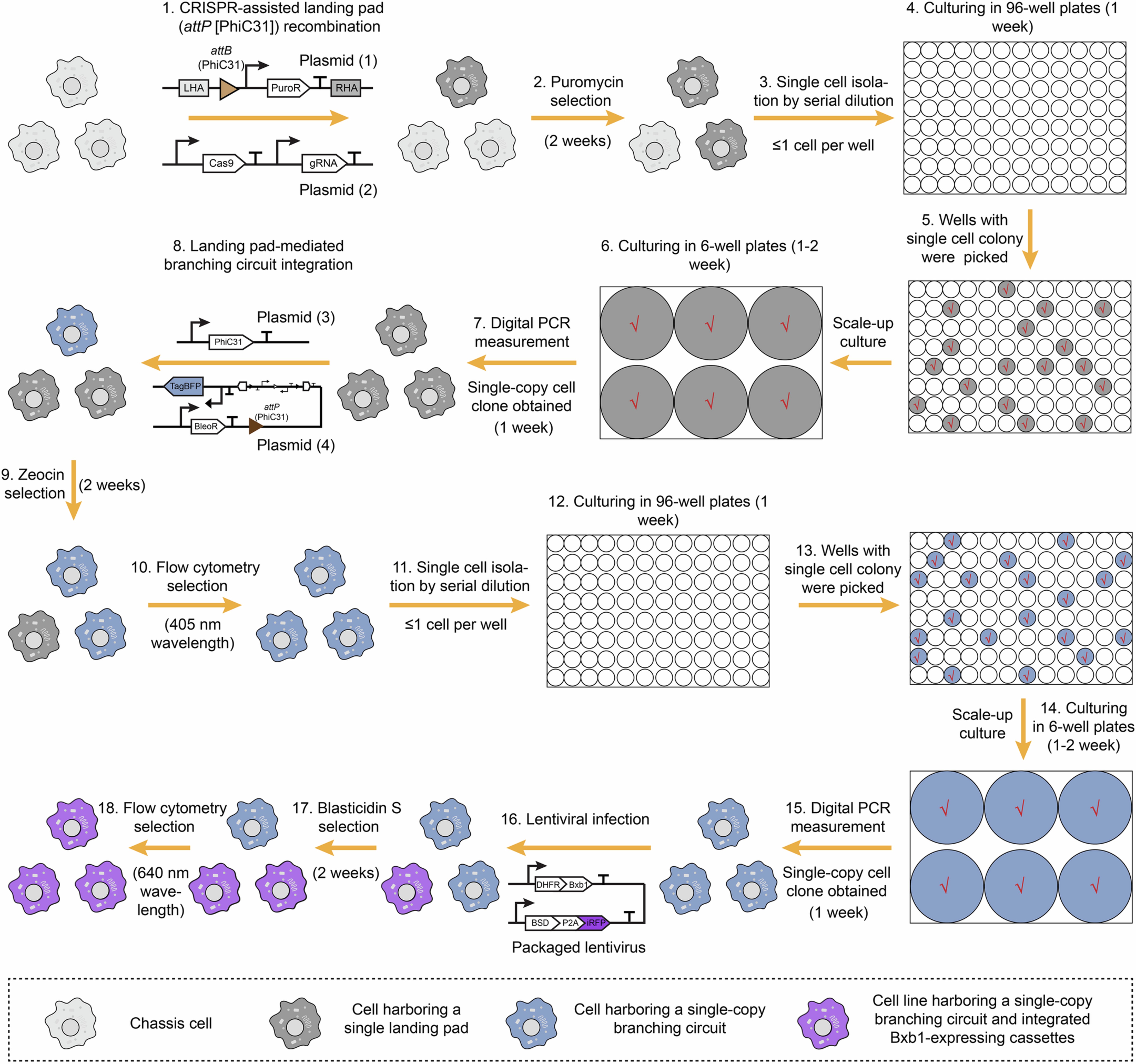 Extended Data Fig. 6: Single-copy branching circuit construction in mammalian cells.