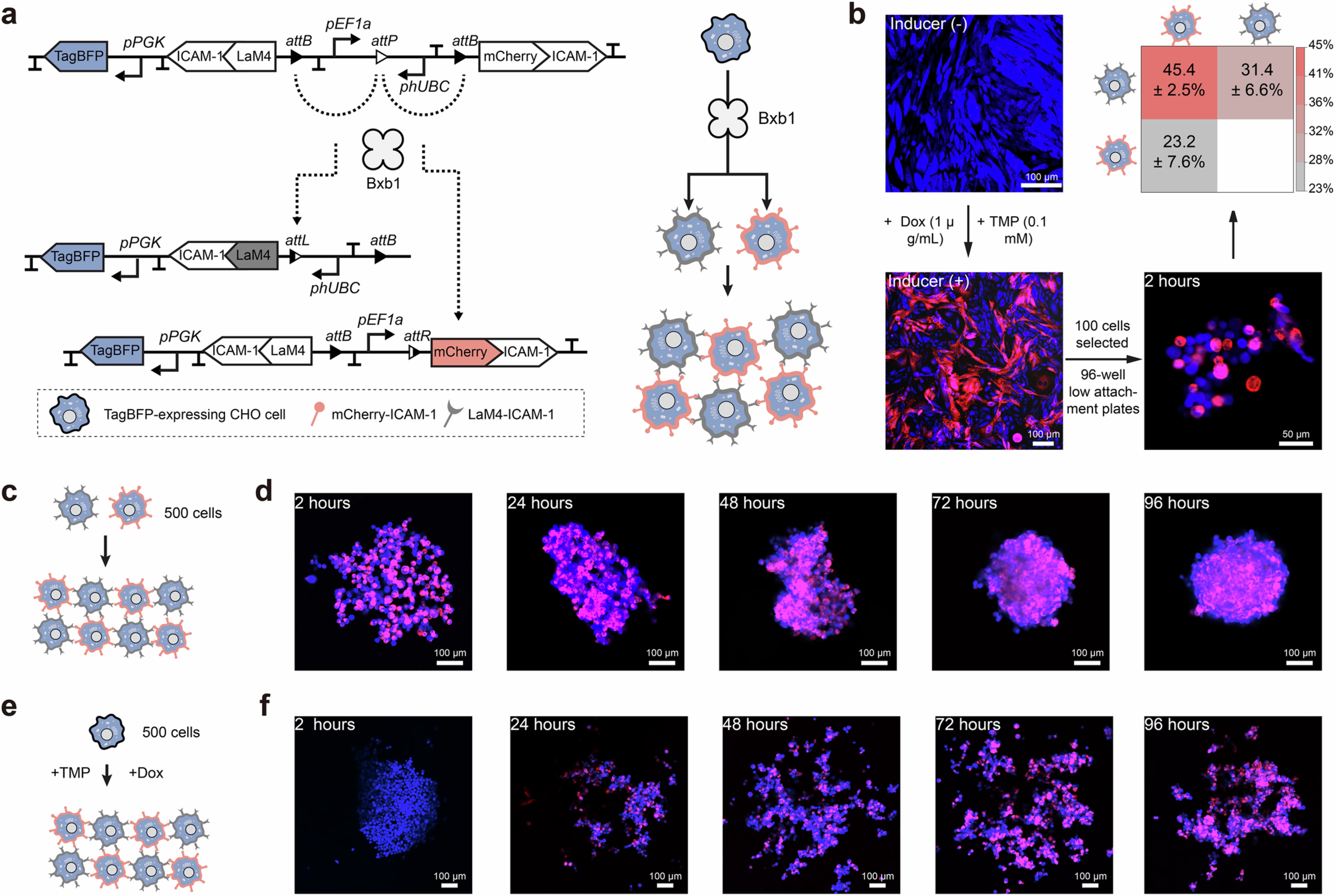 Extended Data Fig. 9: Programmable assembly through mCherry–LaM4 interactions.