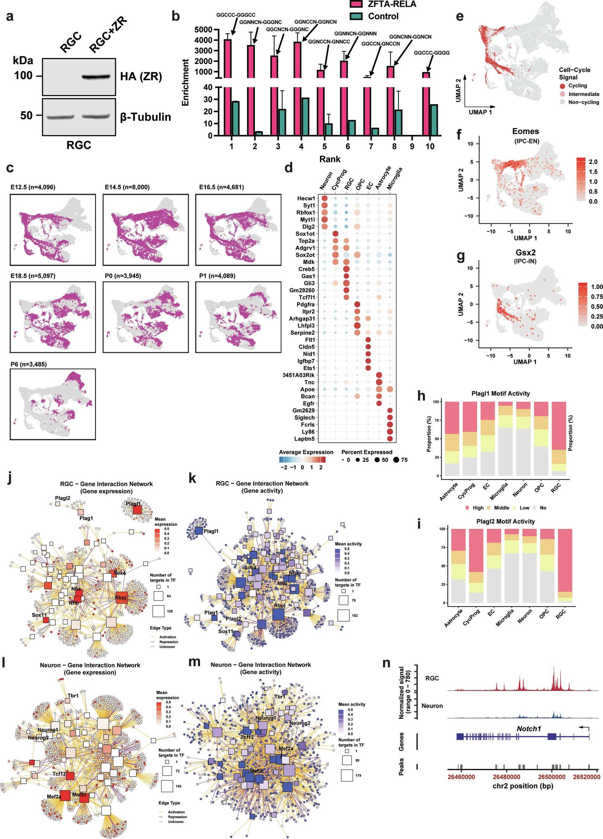 Extended Data Fig. 1: Multi-layered analysis of mouse forebrain development: cell distribution, cell type marker expression, transcription factor regulatory networks, and Plagl family motif activity.