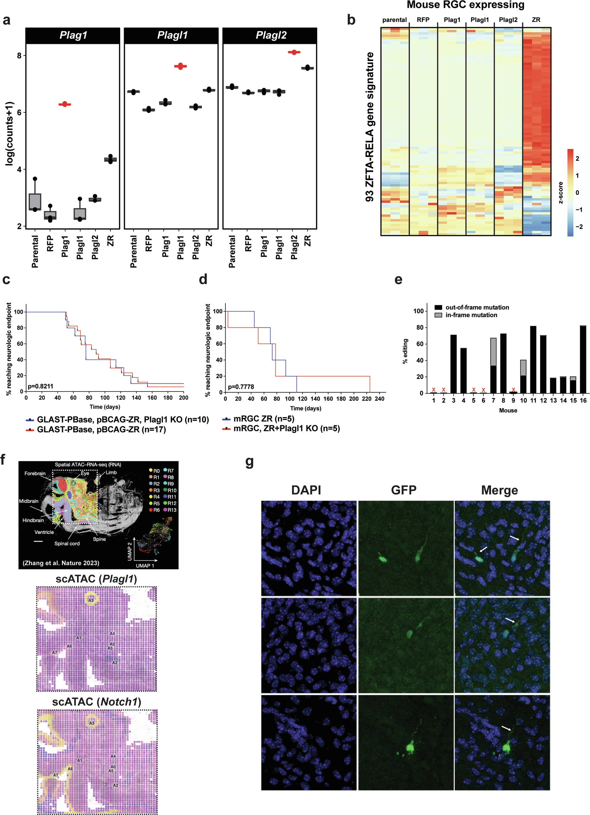 Extended Data Fig. 2: Independent studies on gene expression, chromatin accessibility, tissue survival, and immunofluorescence.