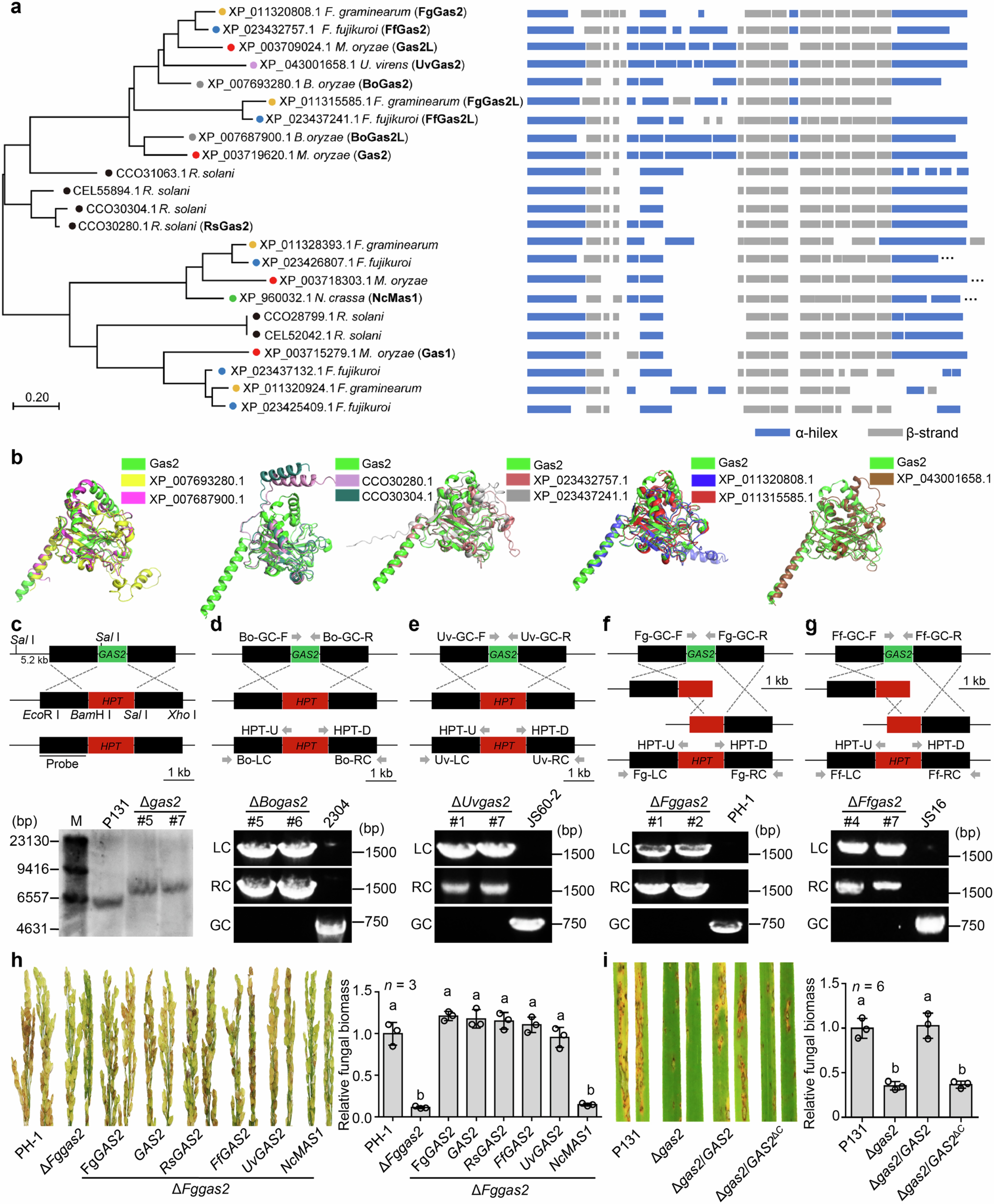 Extended Data Fig. 1: Gas2 is conserved in rice fungal pathogens.