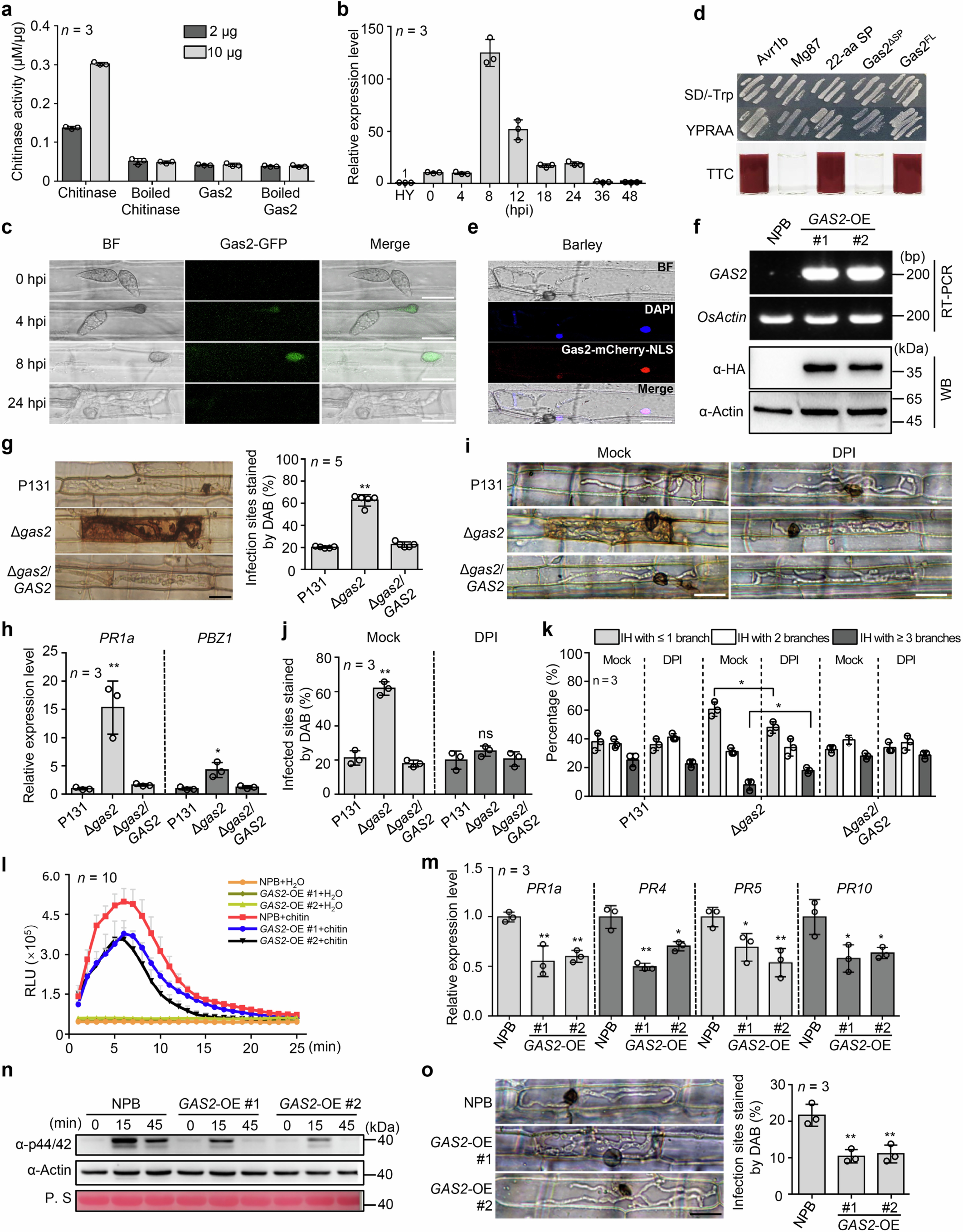 Extended Data Fig. 2: Gas2 is expressed during the appressorial penetration and suppresses chitin-triggered rice immunity.