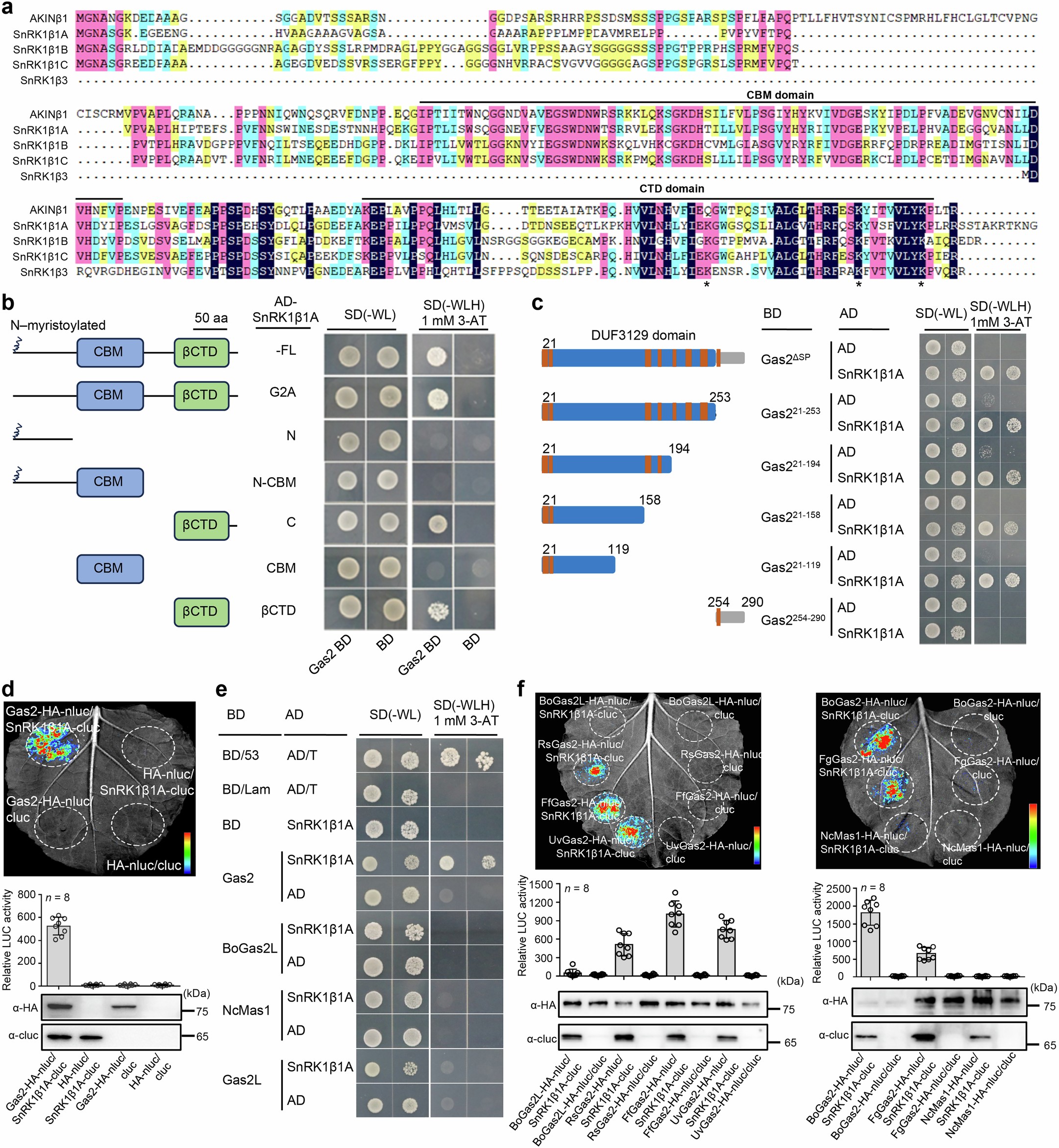 Extended Data Fig. 3: Gas2 from multiple rice fungal pathogens interacts with SnRK1β1A.