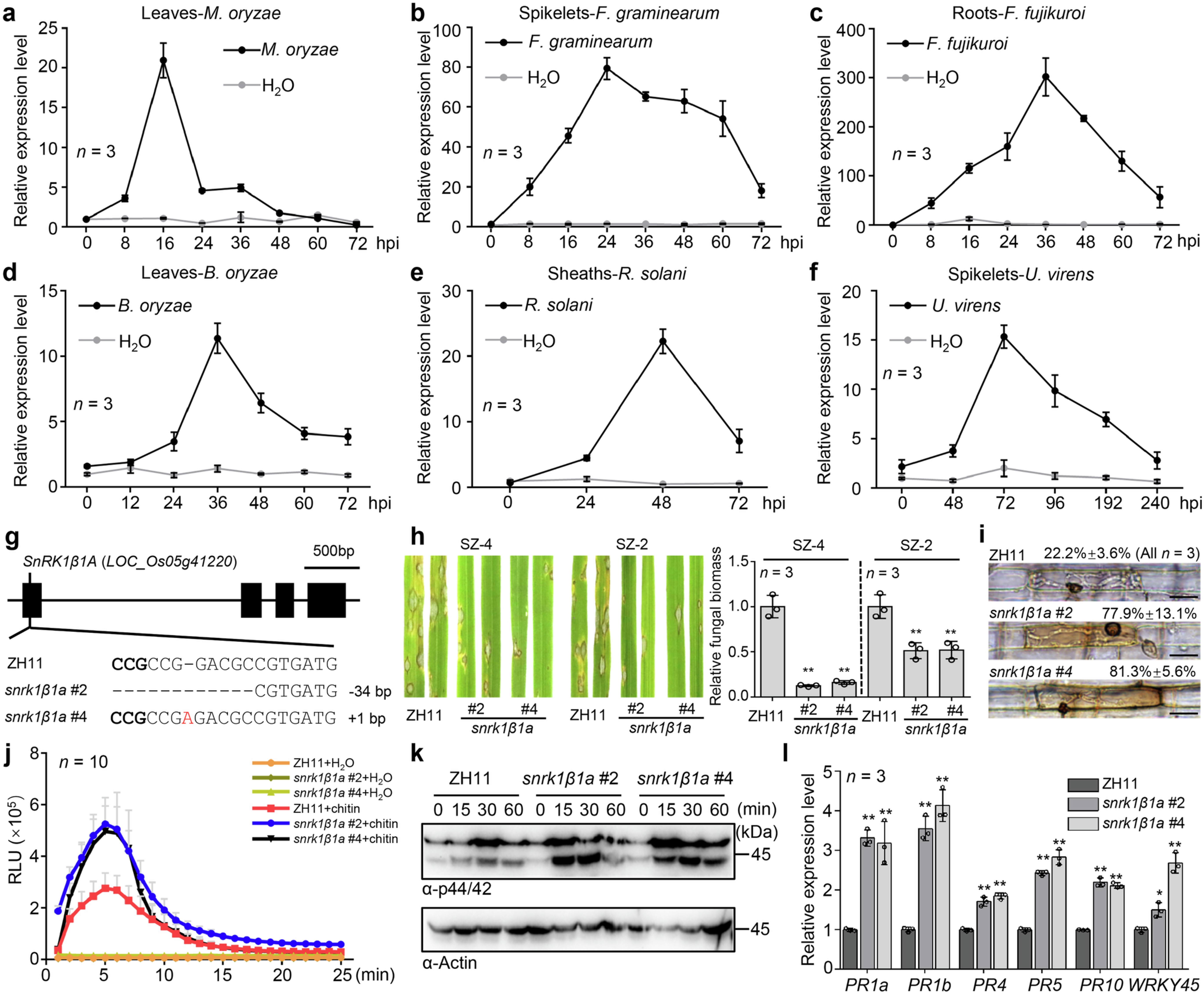 Extended Data Fig. 4: SnRK1β1A is up-regulated upon infection by rice major fungal pathogens and negatively regulates rice immunity.