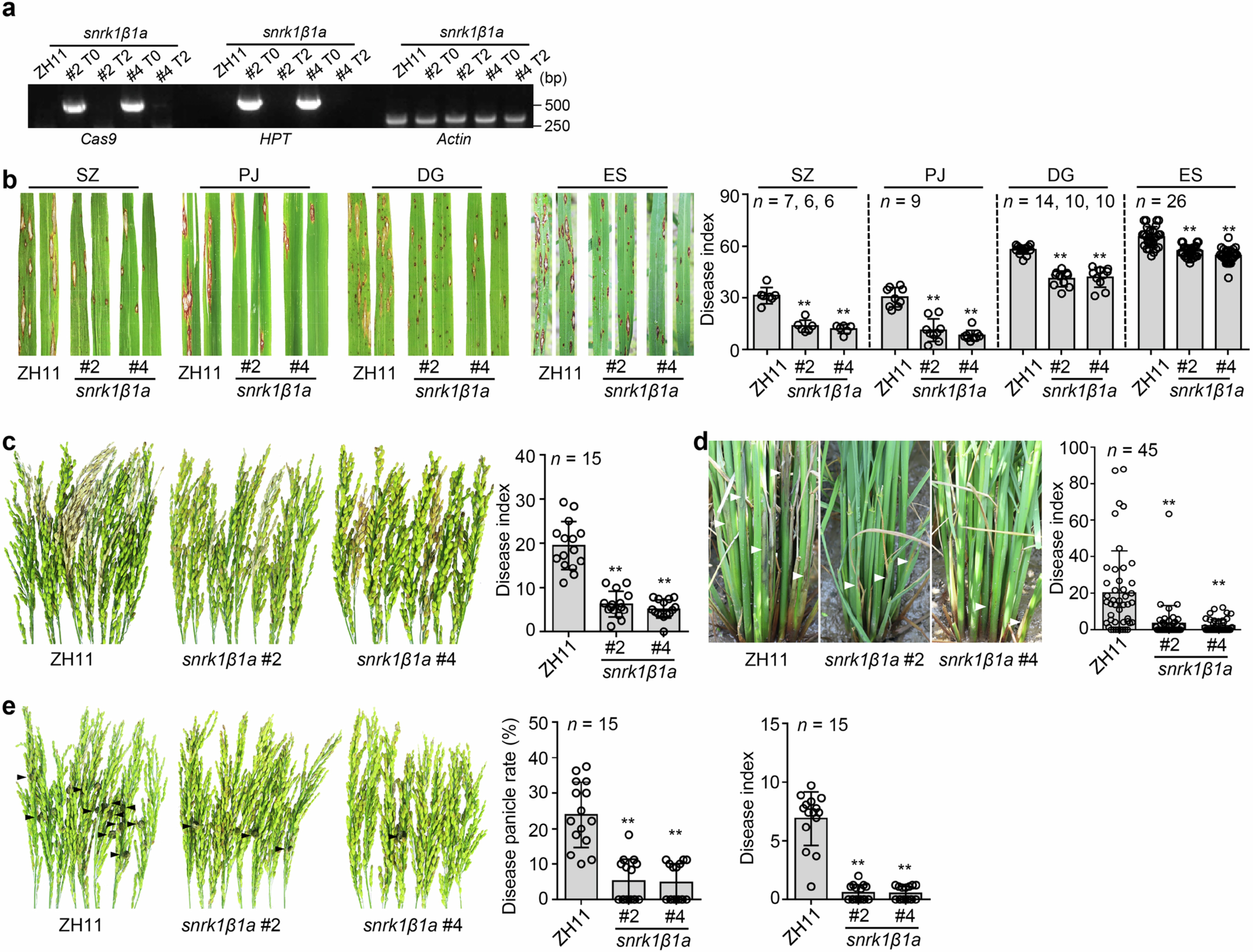 Extended Data Fig. 5: snrk1β1a mutants show enhanced resistance in rice fields.