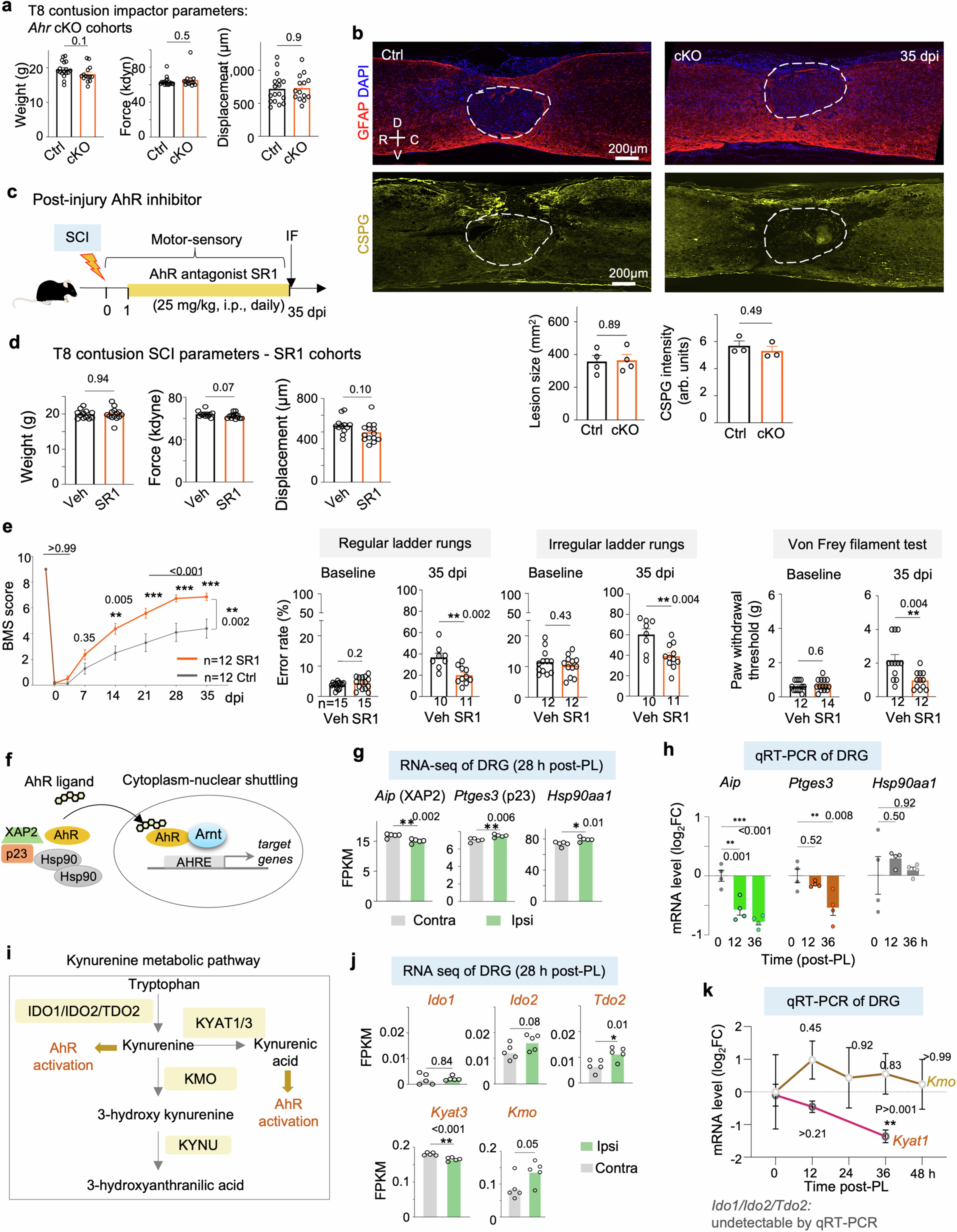 Extended Data Fig. 5: Post-injury AhR inhibition enhances functional recovery after SCI. No major expression changes of kynurenine pathway genes after PL.