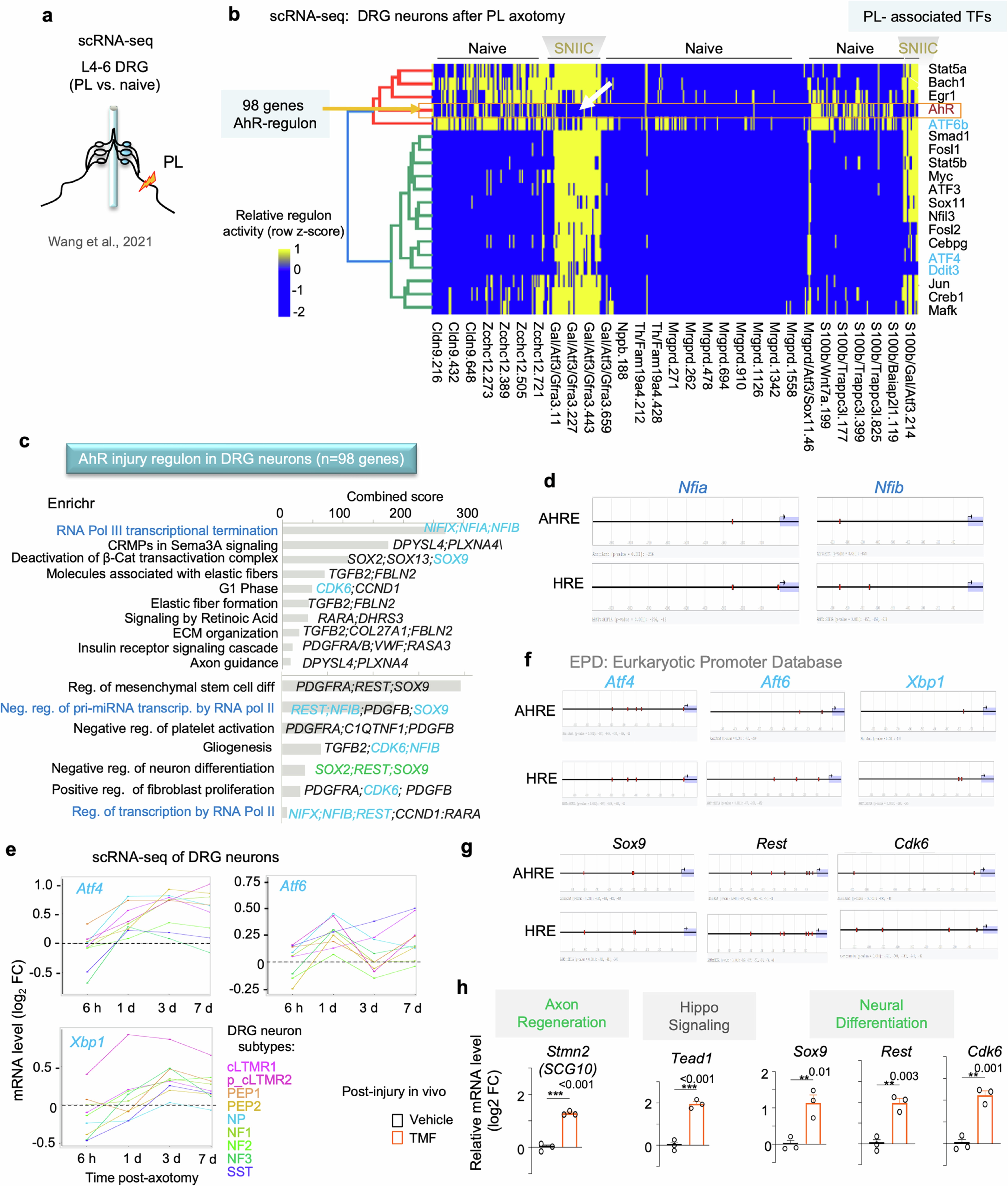 Extended Data Fig. 10: scRNA-seq of DRG reveals neuronal AhR injury regulon associated with RNA regulation and integrated stress response.