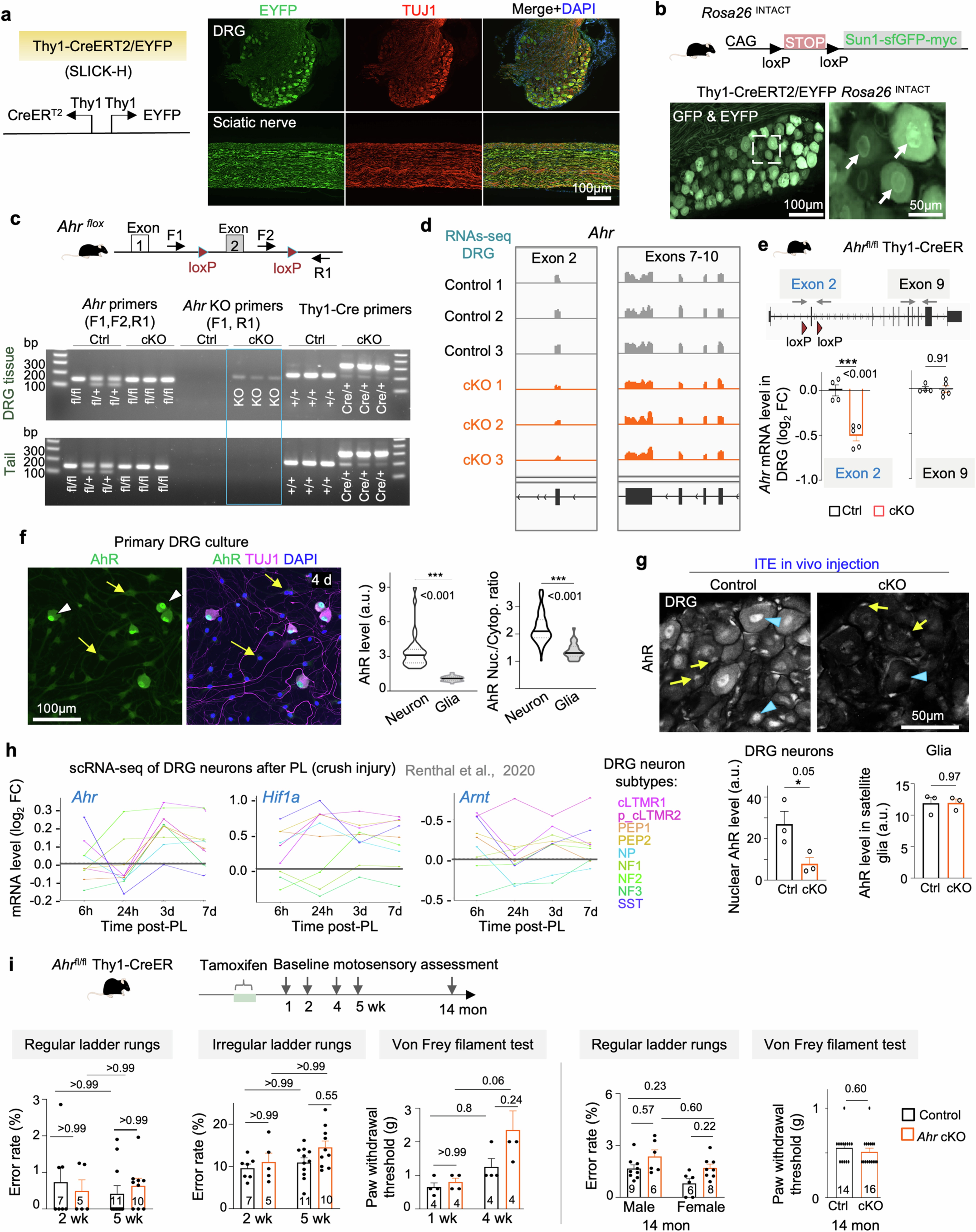 Extended Data Fig. 2: Validation of neuronal Ahr cKO mice and normal baseline motosensory performance.