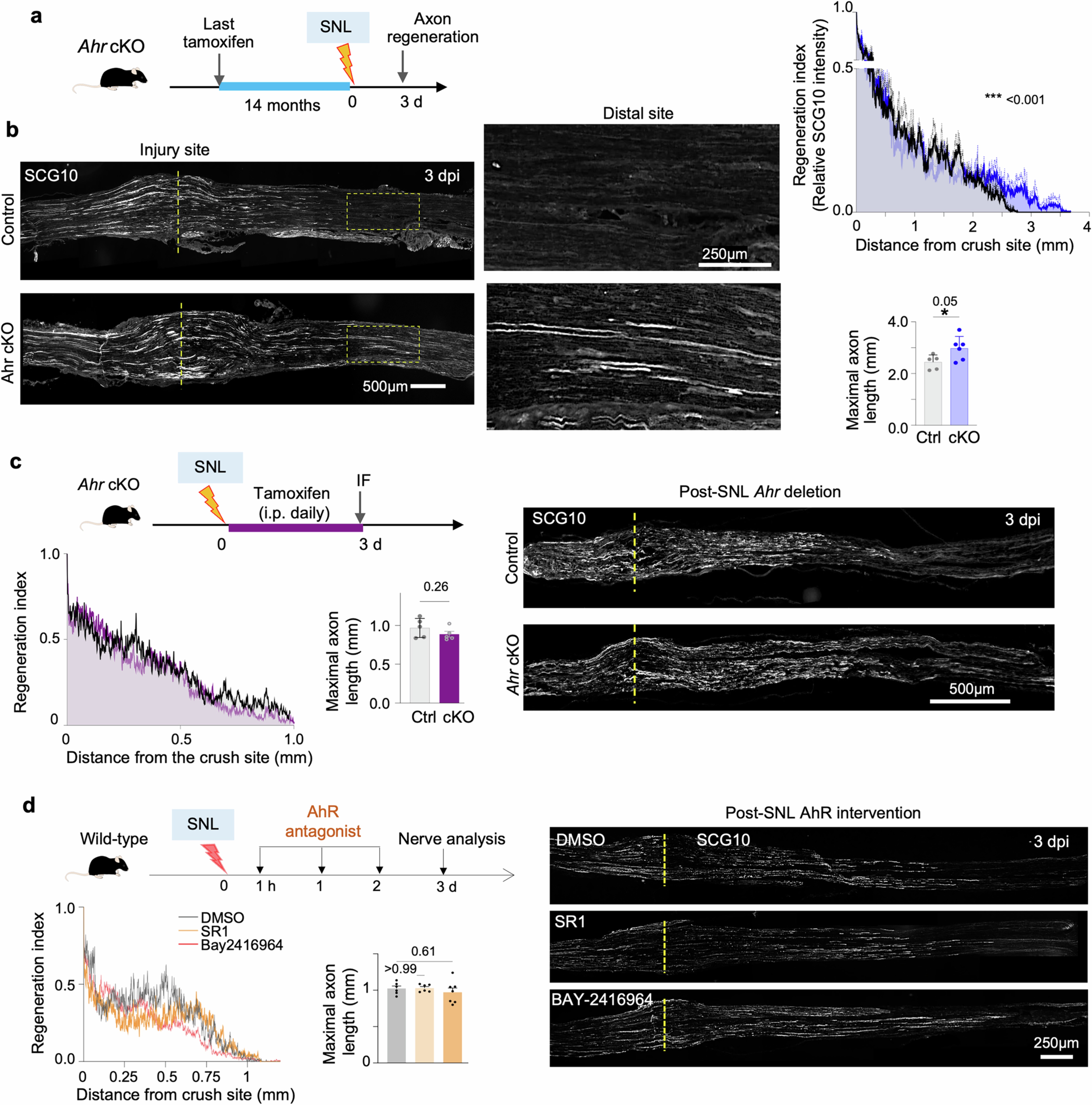Extended Data Fig. 4: Neuronal Ahr deletion enhances regeneration in older mice but no effect of AhR inhibition post-injury.
